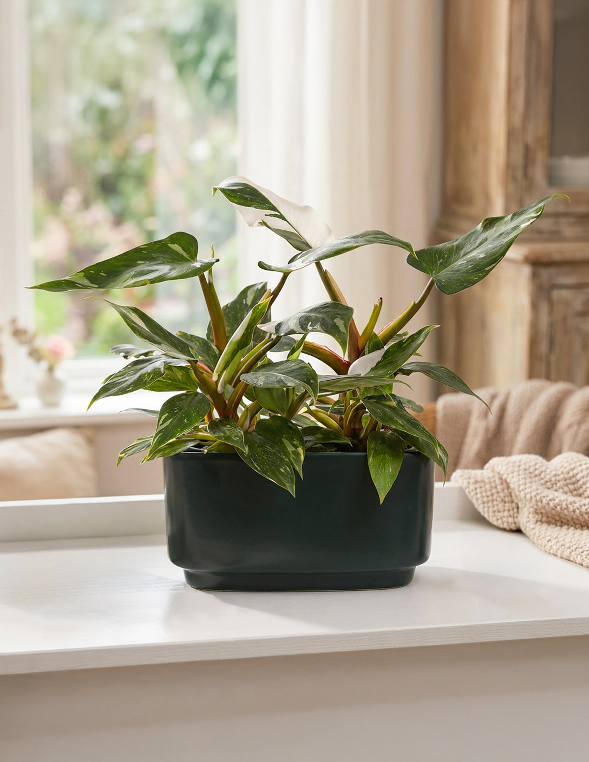 Double Philodendron White Princess