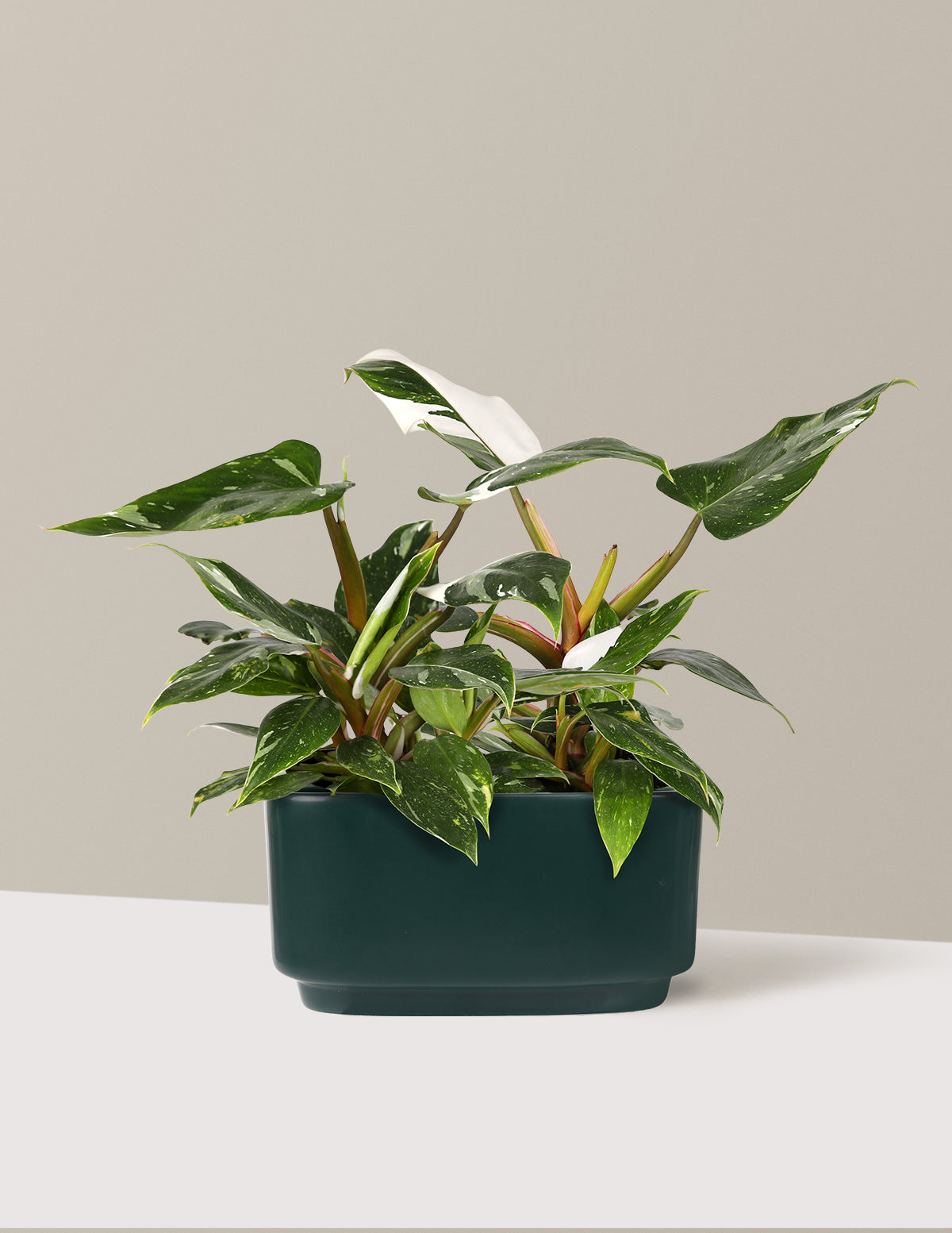 Double Philodendron White Princess - Image 4