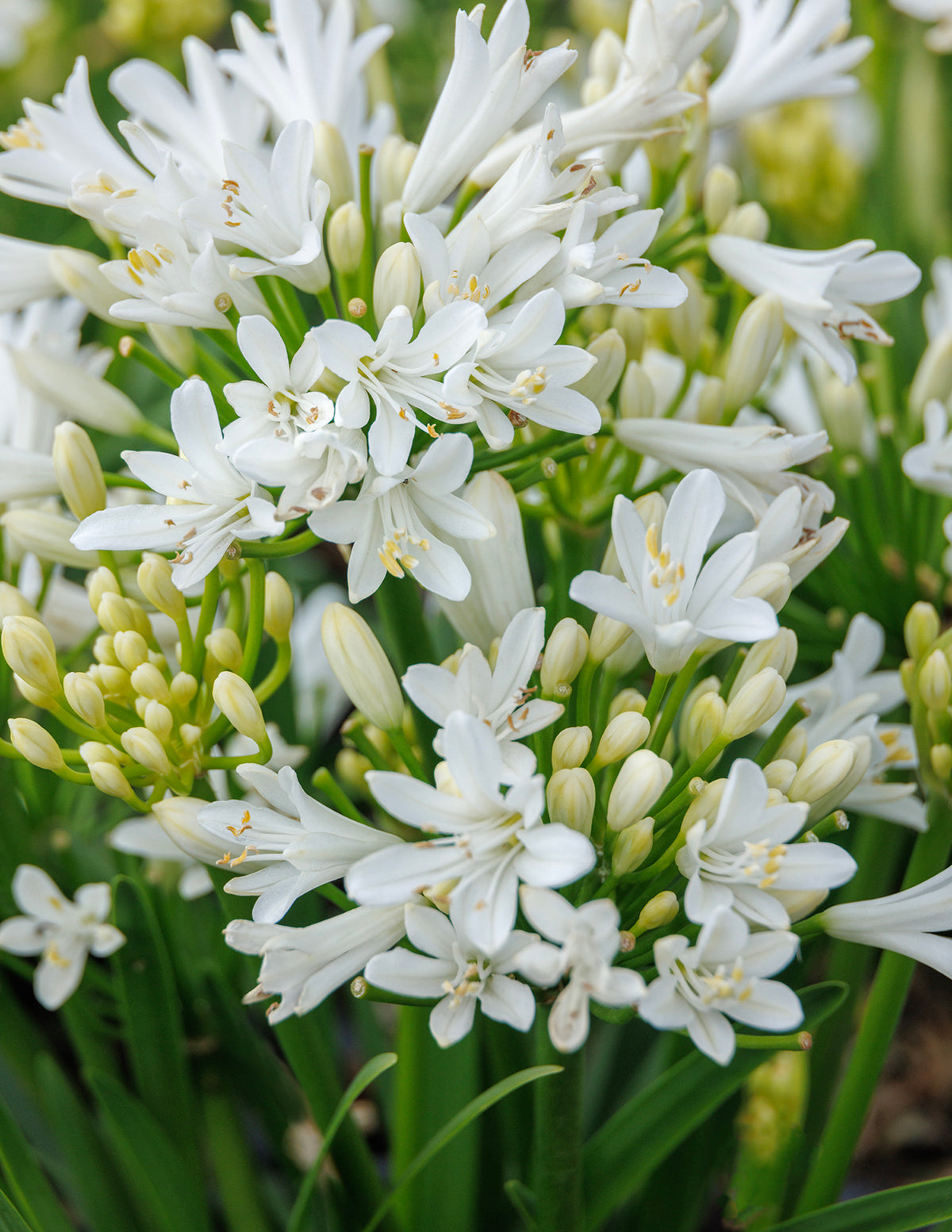 Bridal Veil Agapanthus