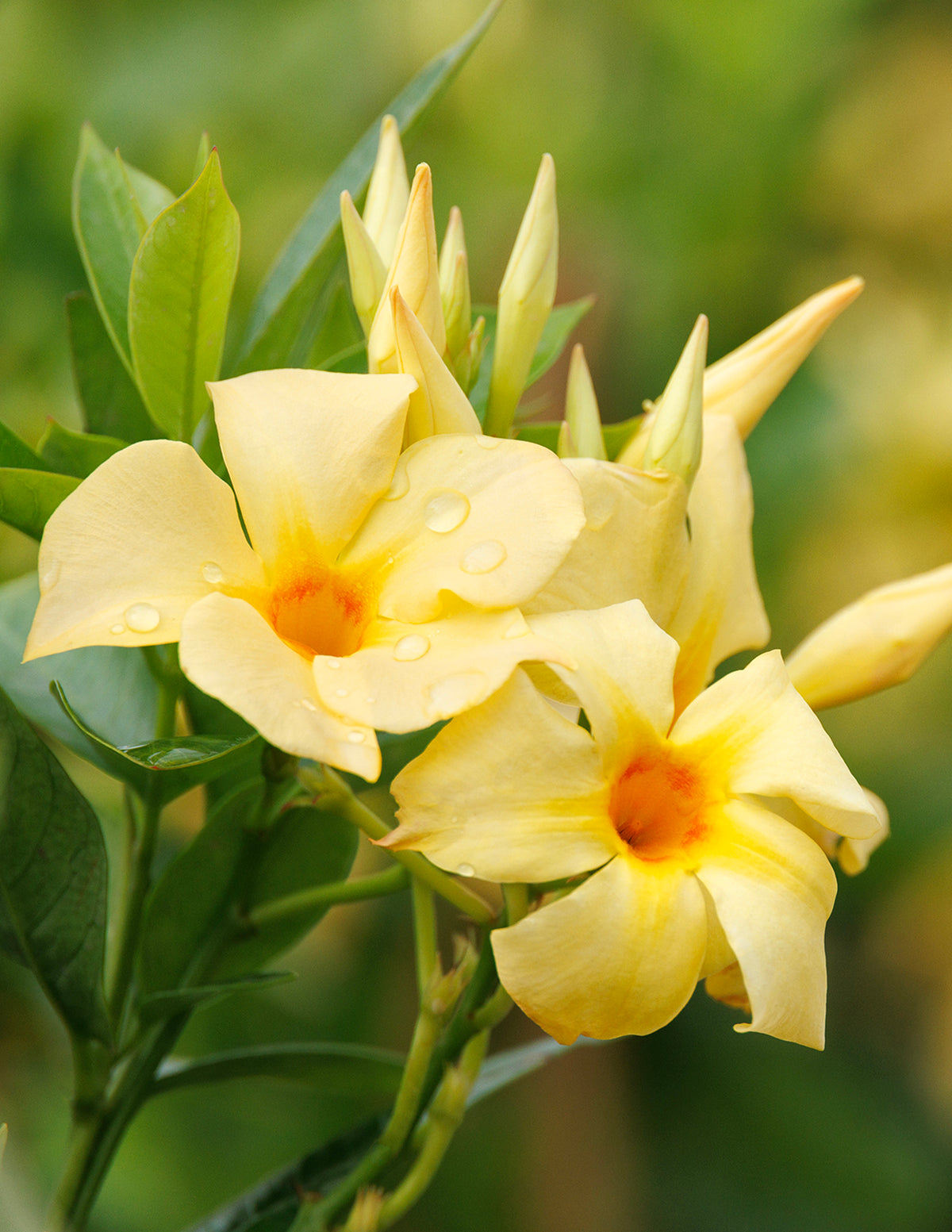 Sun Parasol Sunbeam Mandevilla