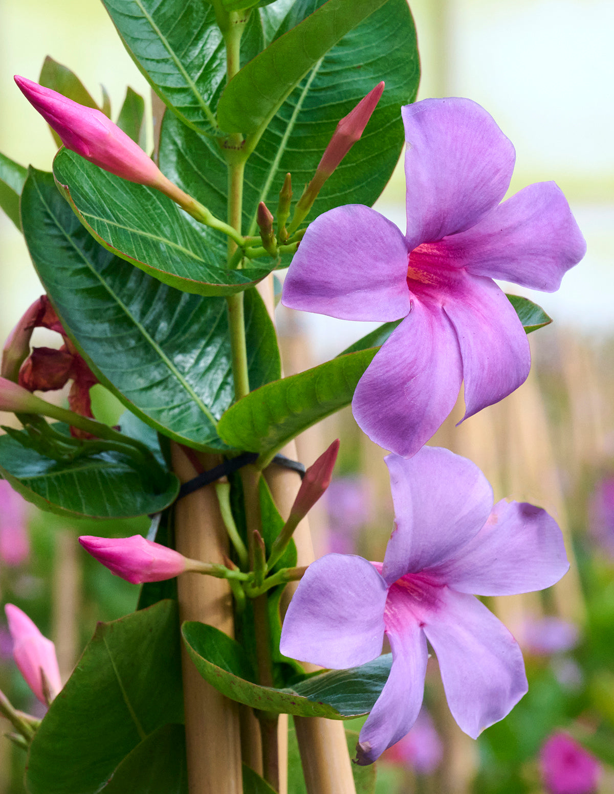 Sun Parasol Original XP Bluephoria Mandevilla