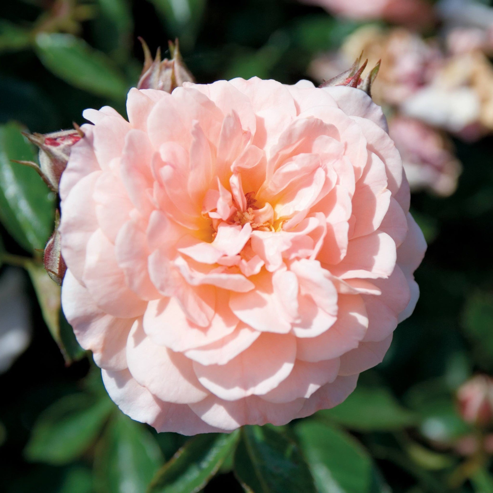 Apricot Drift Rose