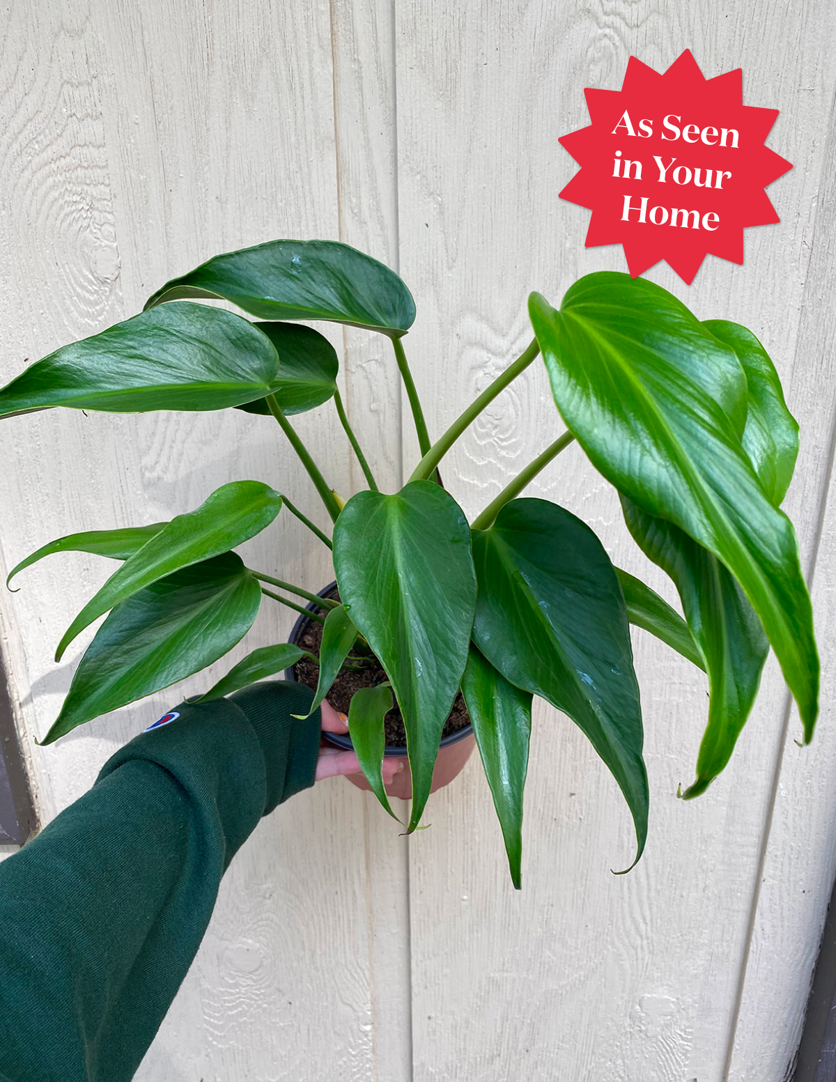 Monstera Burle Marx Flame
