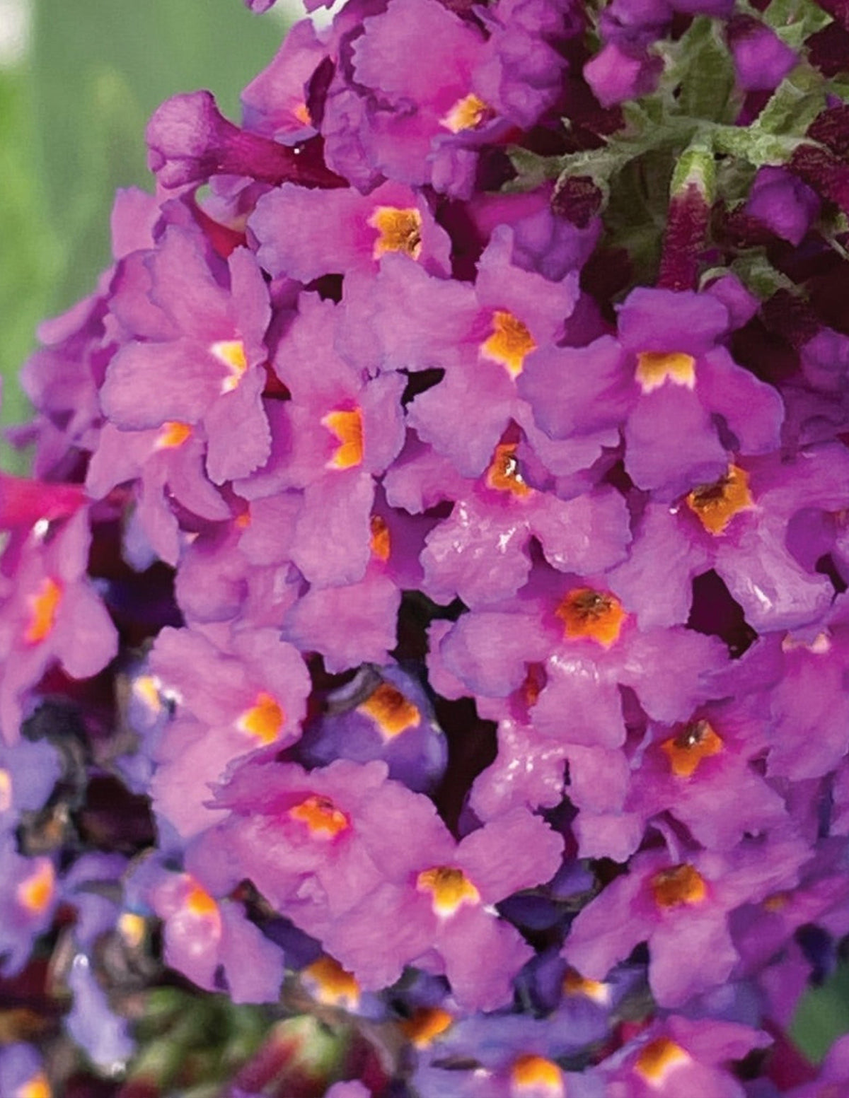 Birthday Cake Butterfly Bush
