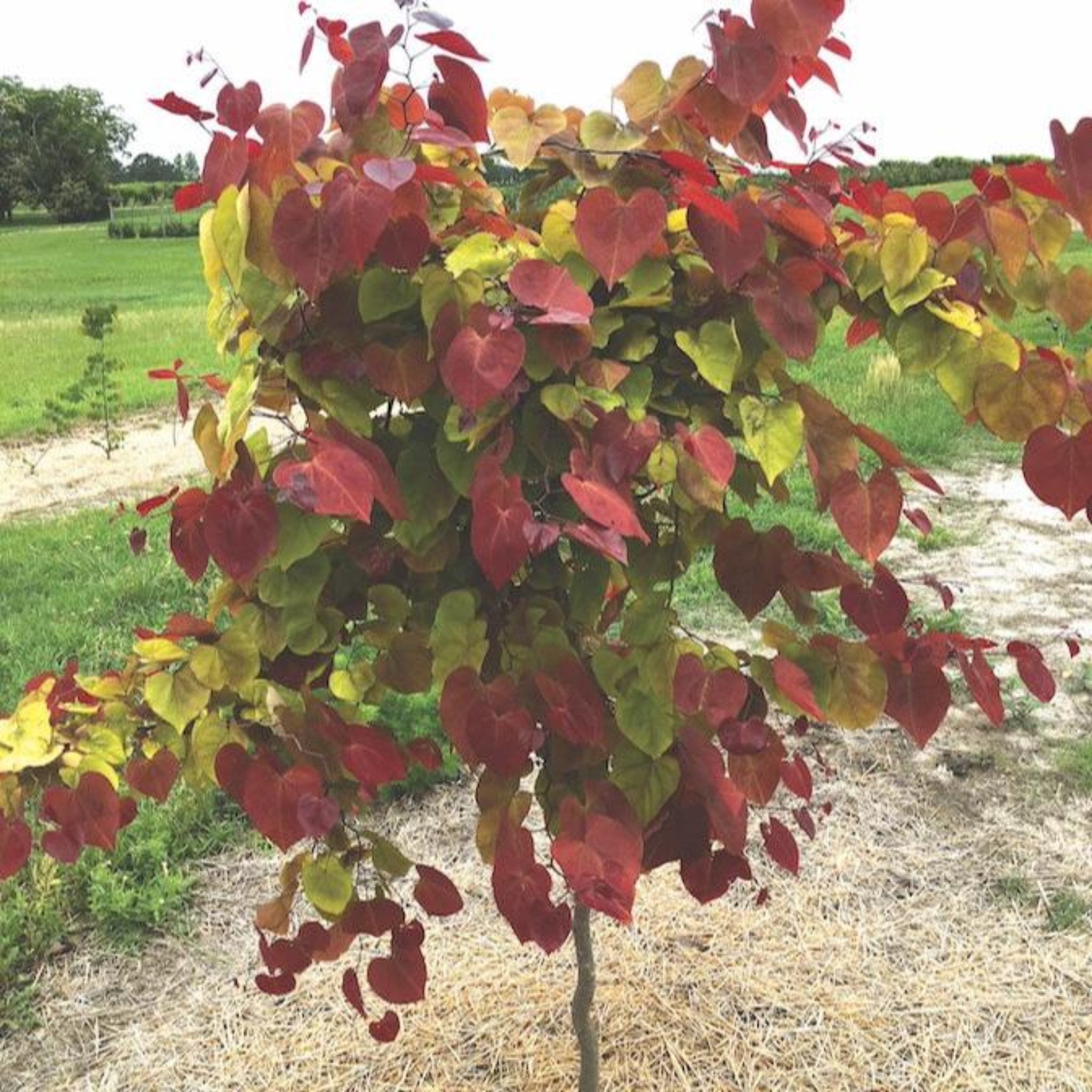 Flame Thrower Redbud Tree
