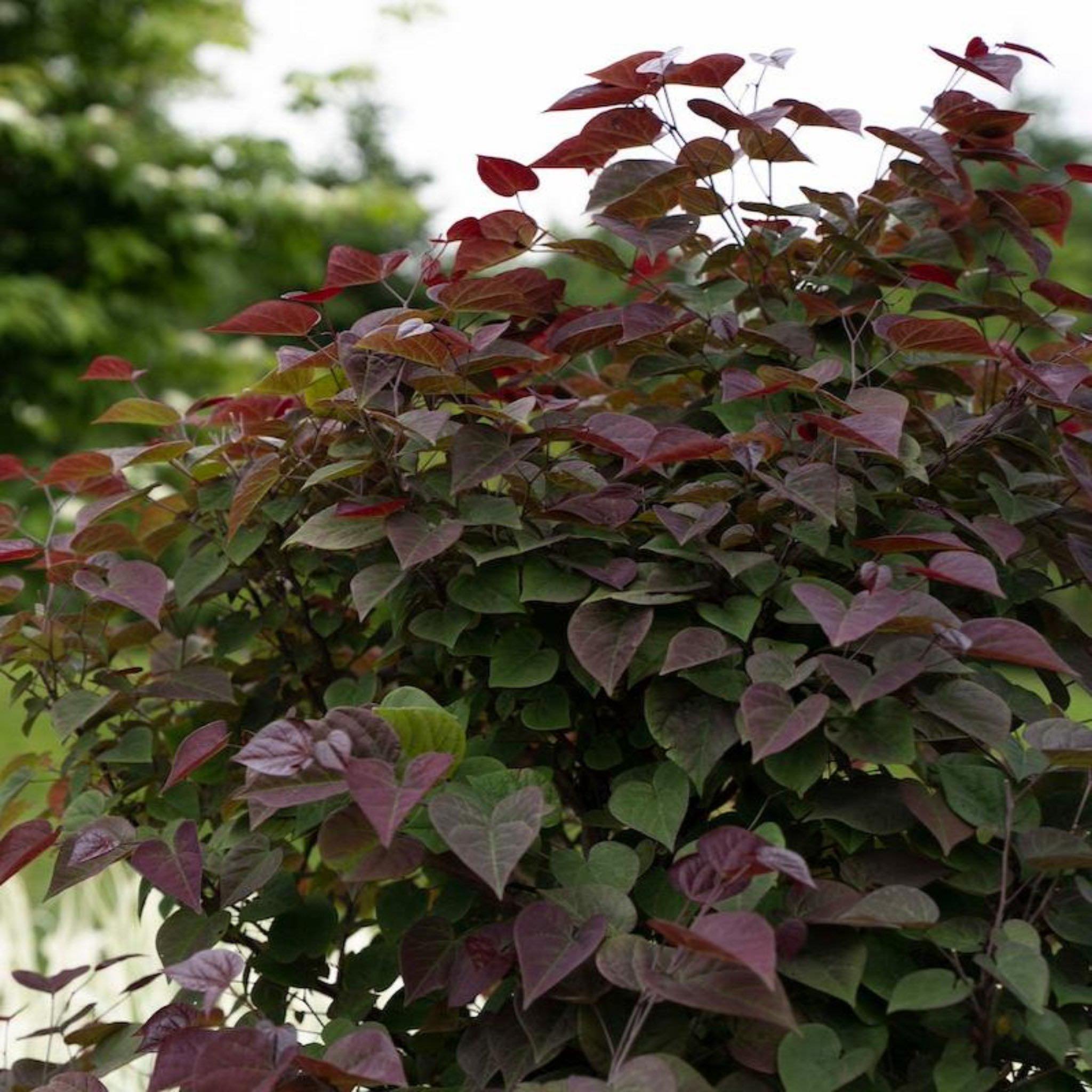 Garden Gems Amethyst Redbud Bush