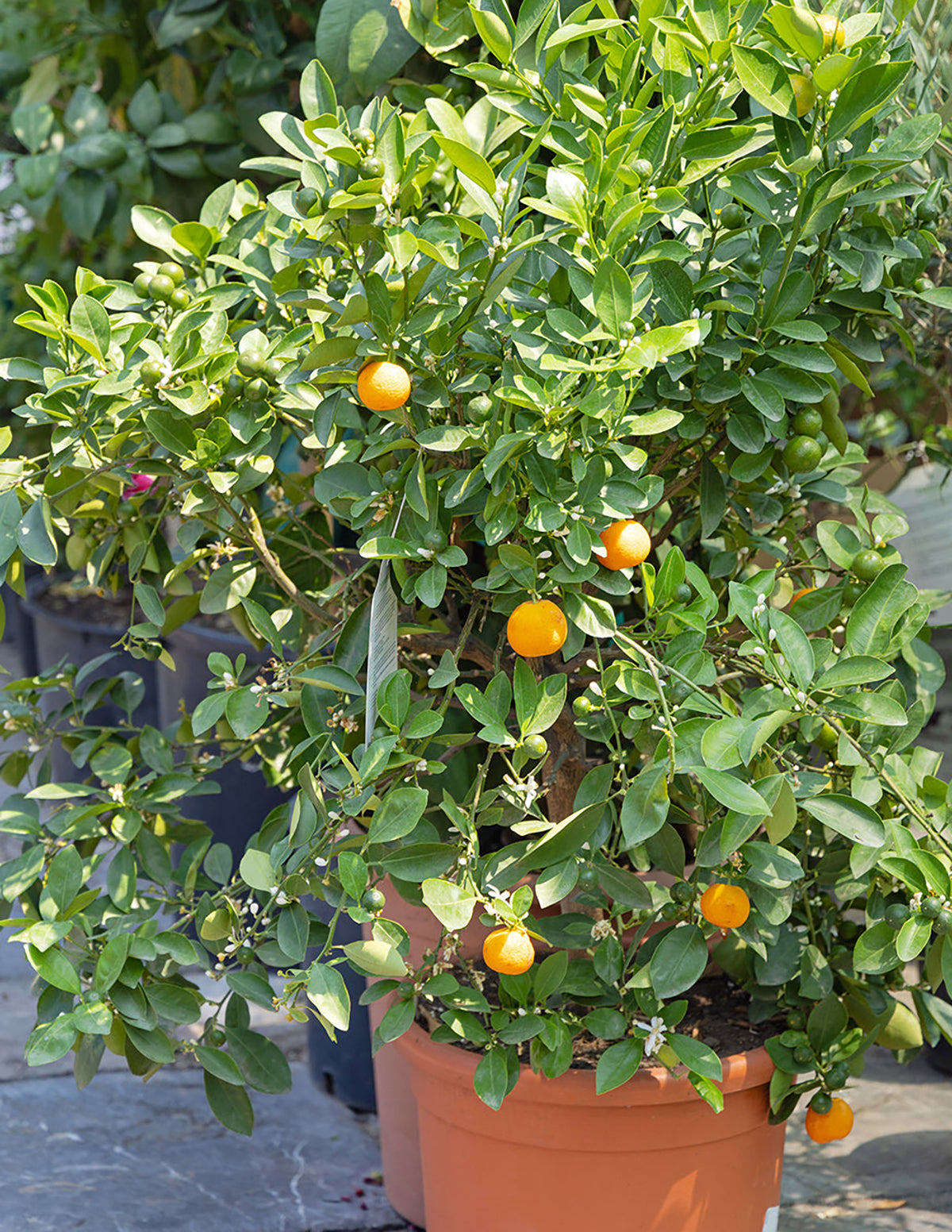 Clementine Mandarin Tree