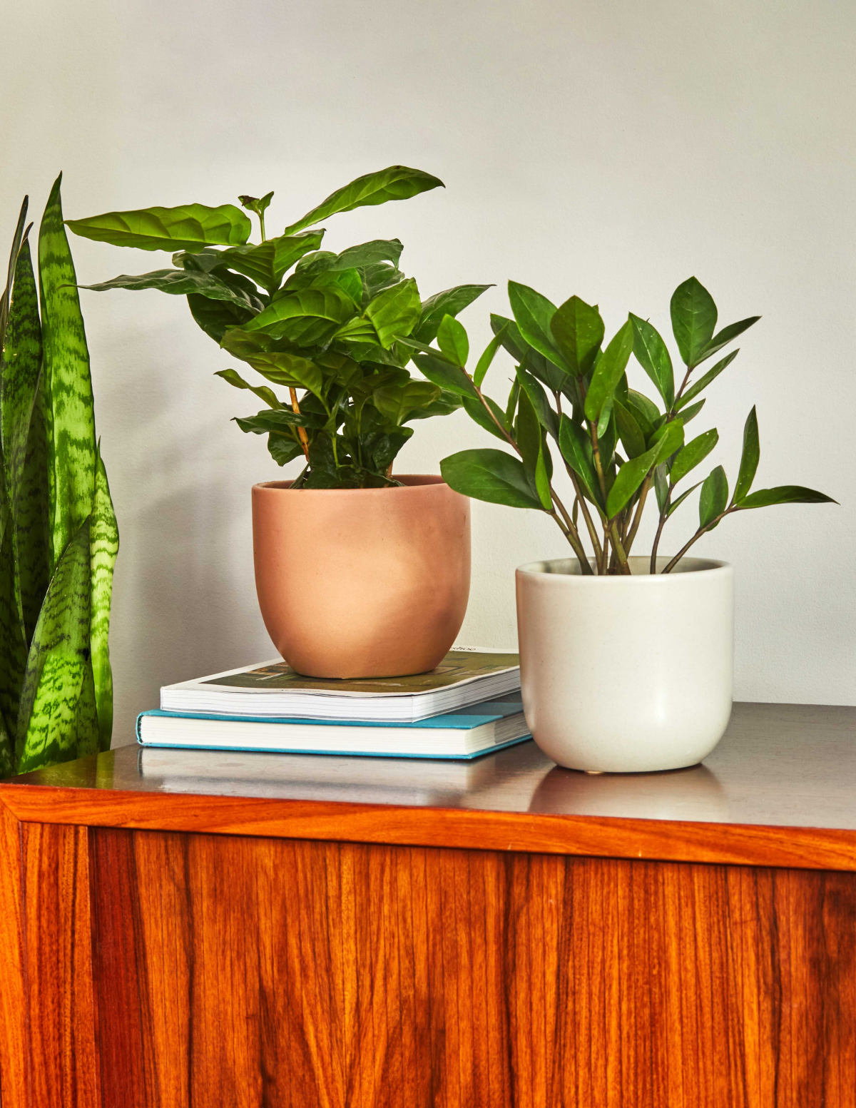 ZZ Plant Party Pack - Image 4