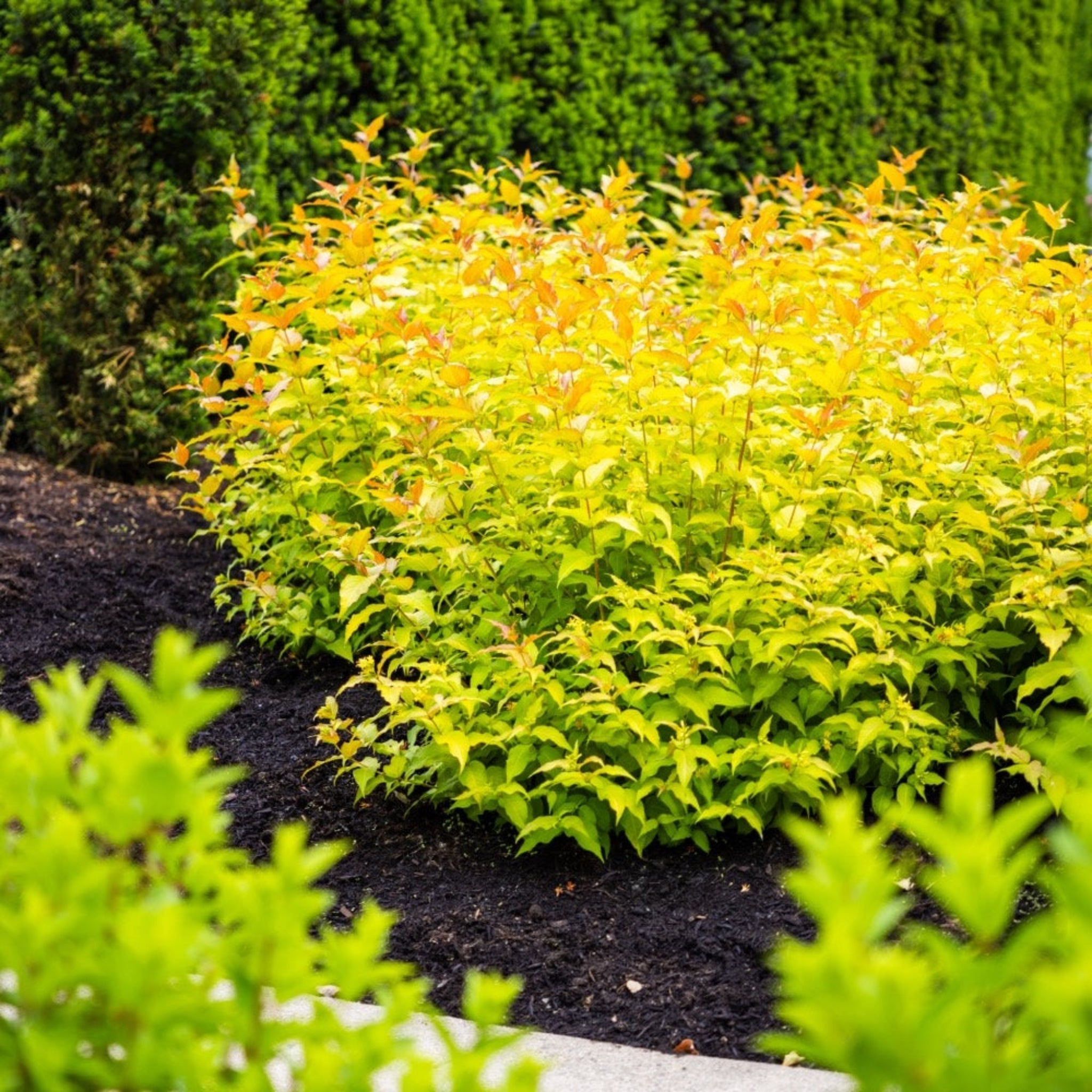Firefly Honeysuckle Bush