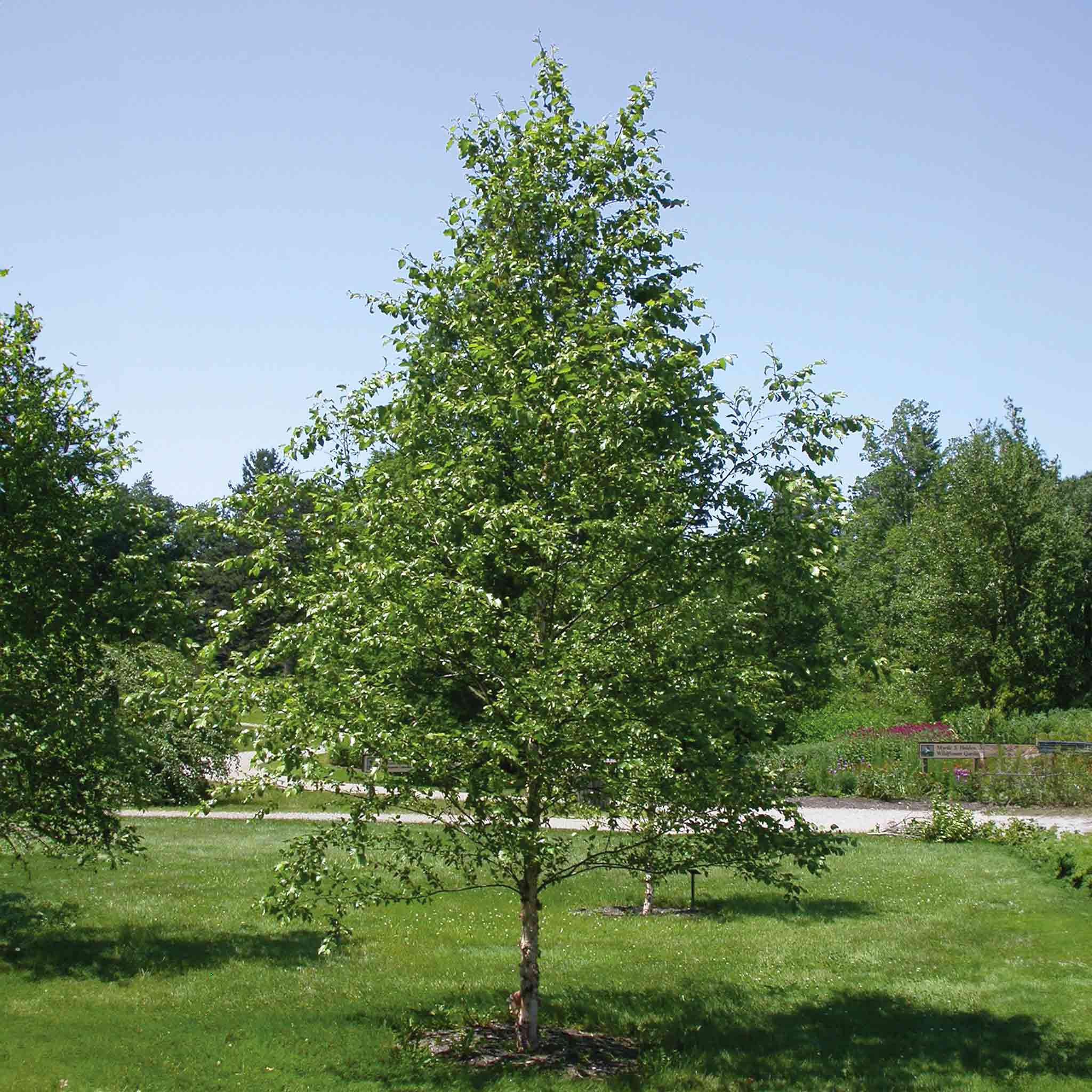 Dura Heat Birch Tree