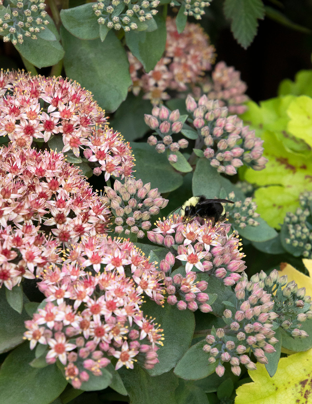 Evolution Emerald Ice Sedum
