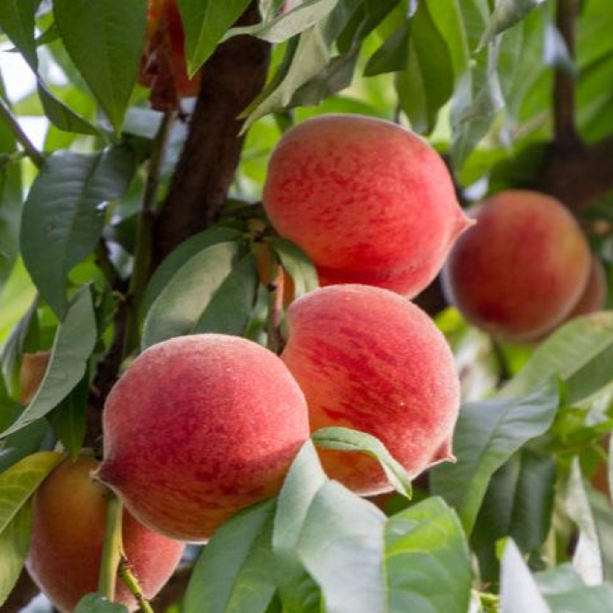 Frost Peach Tree