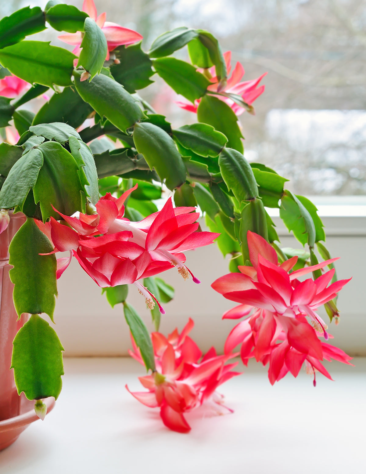 Blooming Cactus