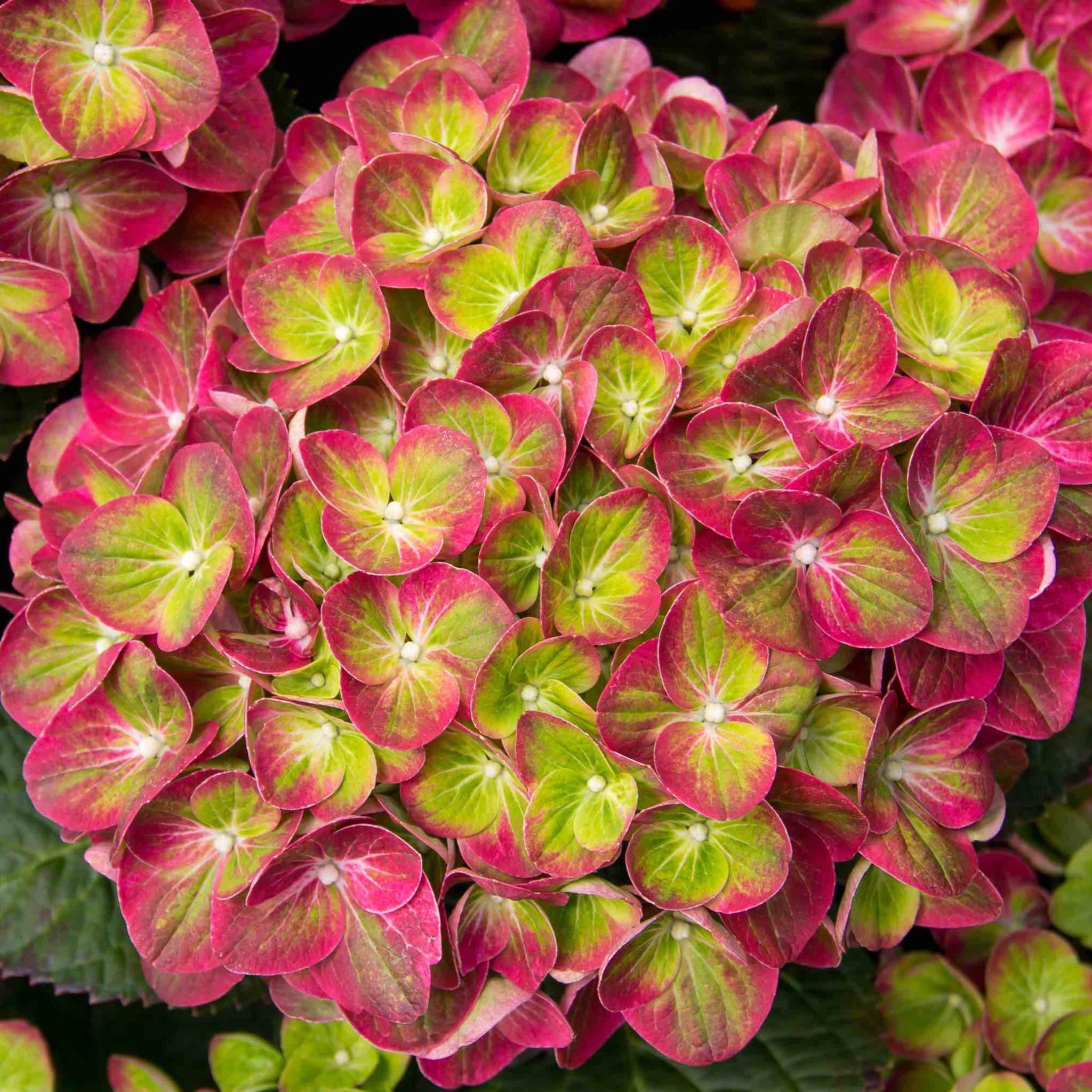 Tilt-a-Swirl Hydrangea