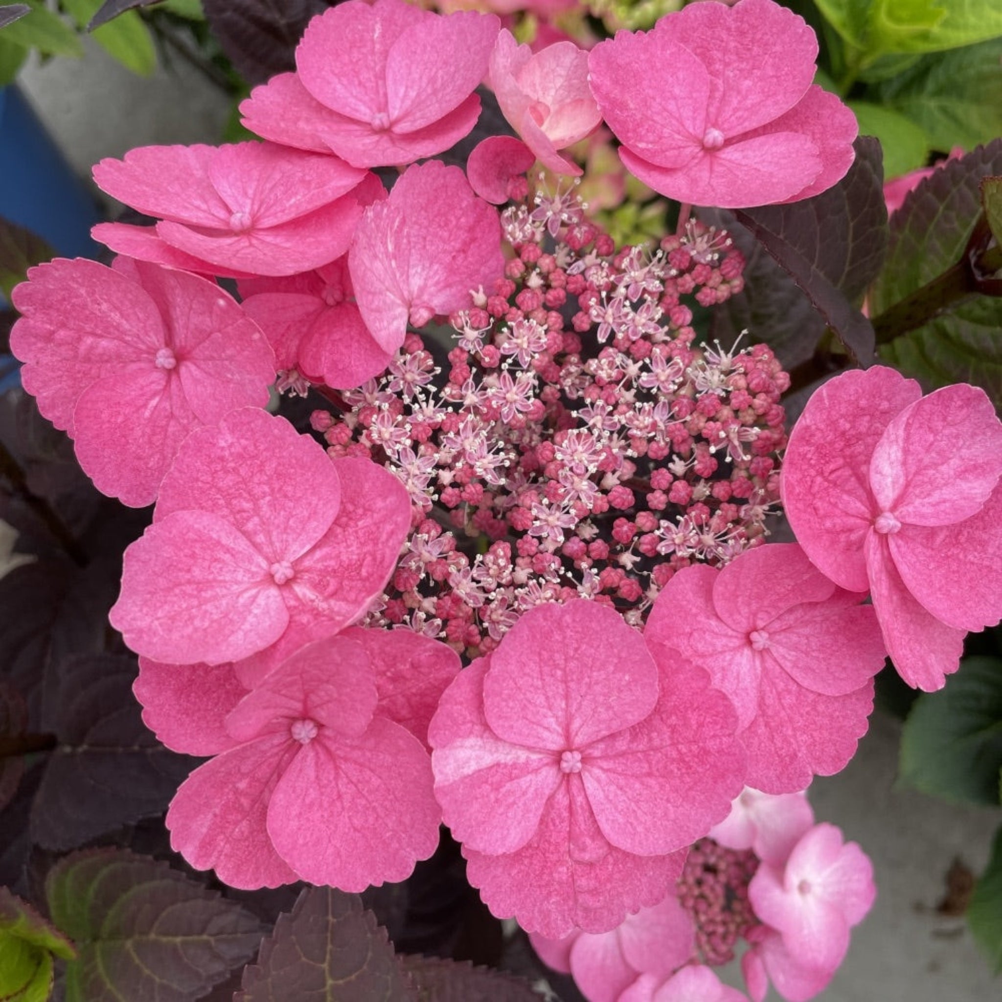 Pink Dynamo Hydrangea