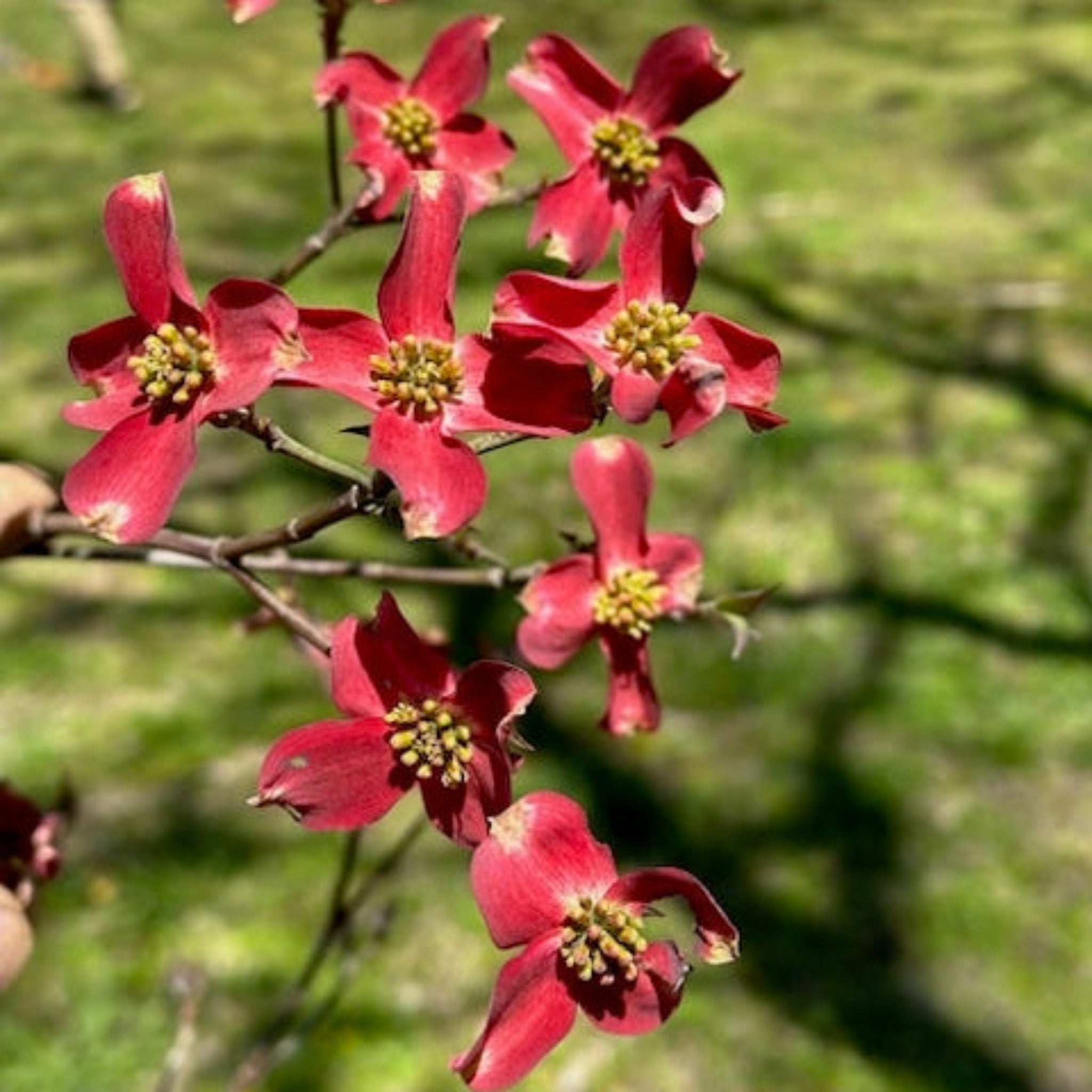 Ragin' Red Dogwood