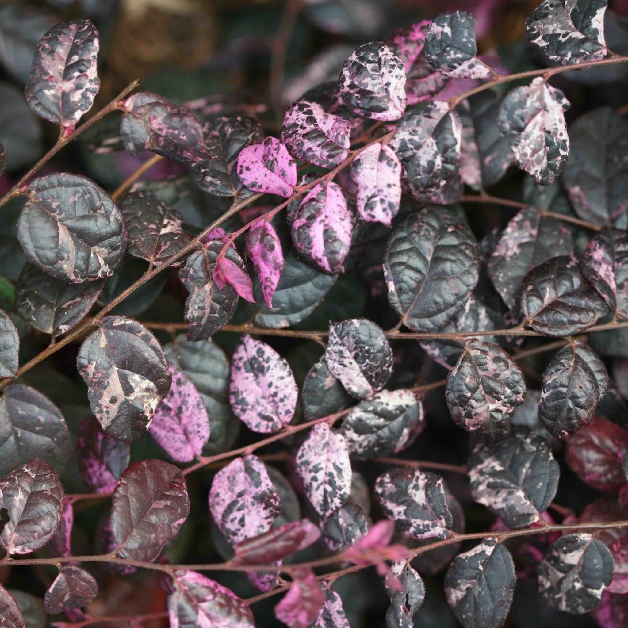 Jazz Hands Variegated Loropetalum