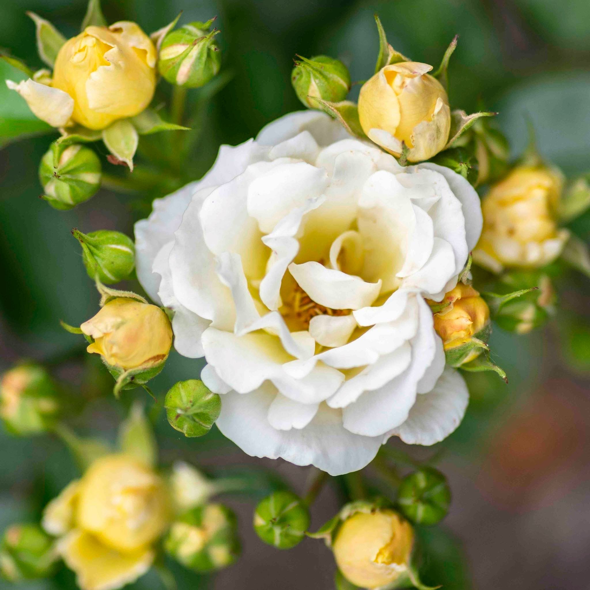 Popcorn Drift Rose