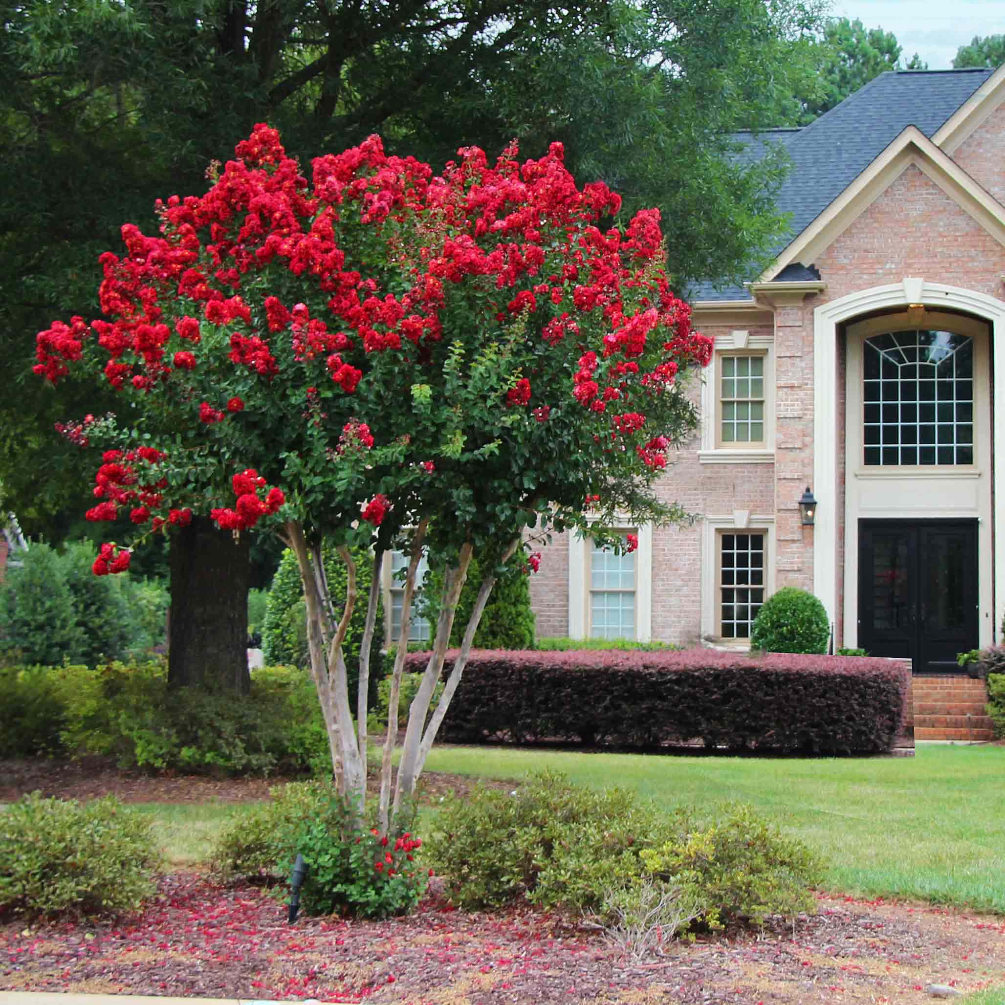 Scarlet Colorama Crapemyrtle