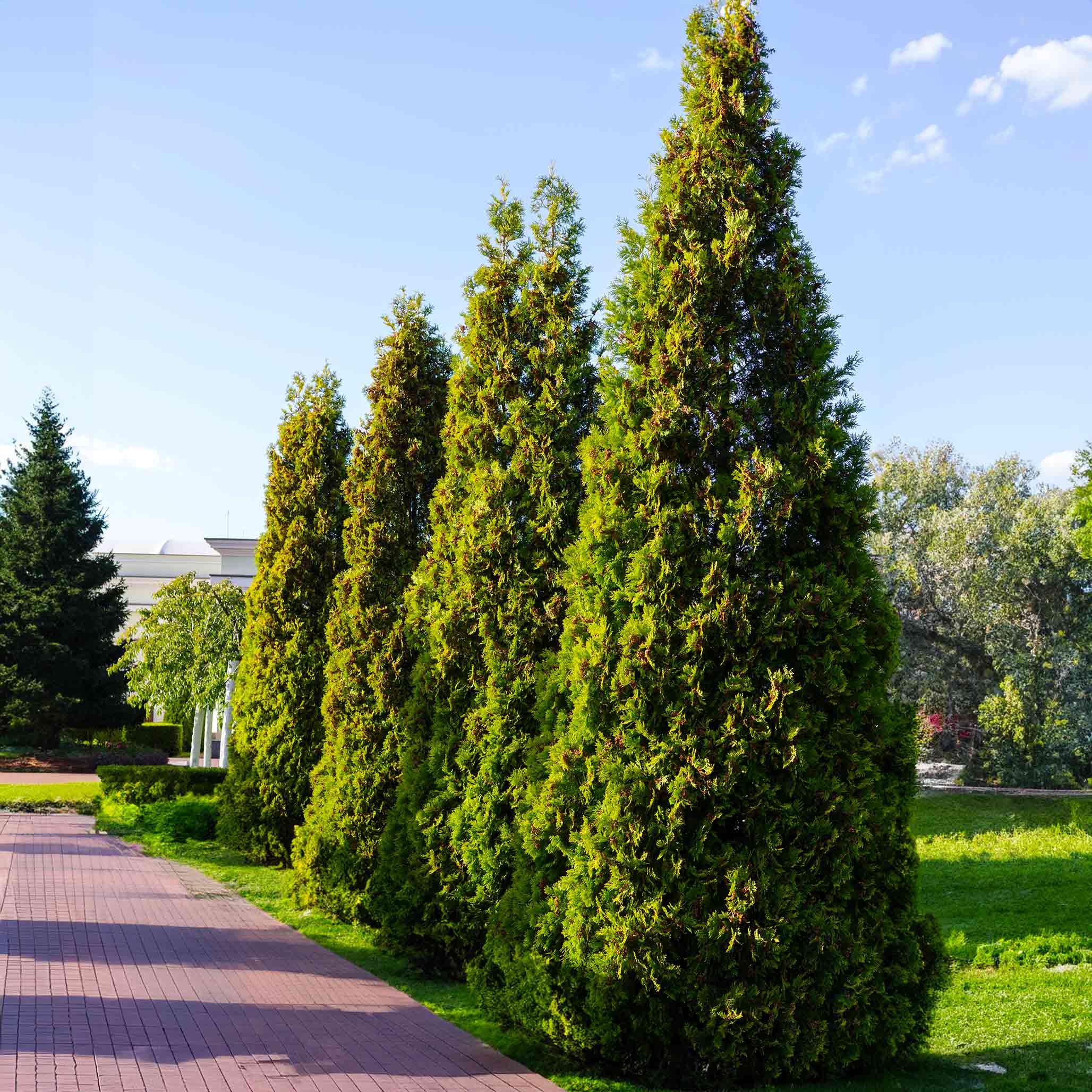 Thuja Virginian