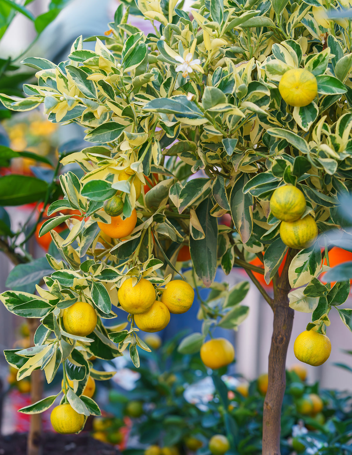 Pink Variegated Eureka Lemon Bush