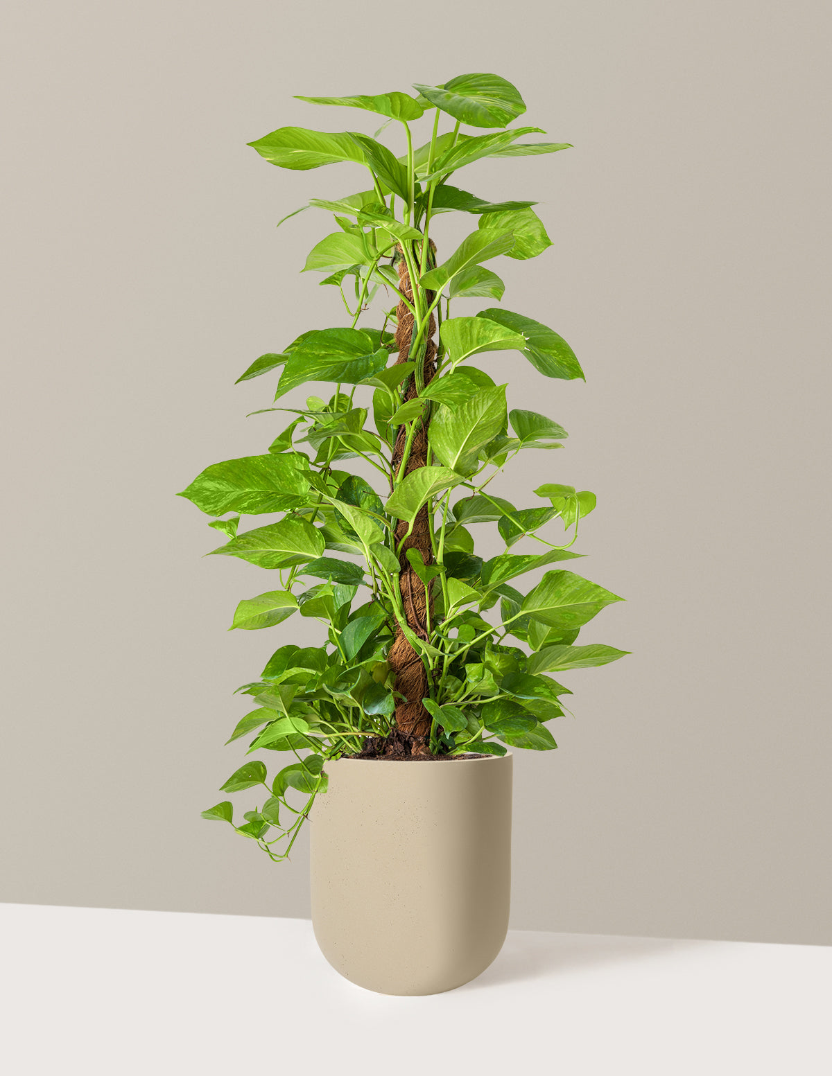Golden Pothos Totem