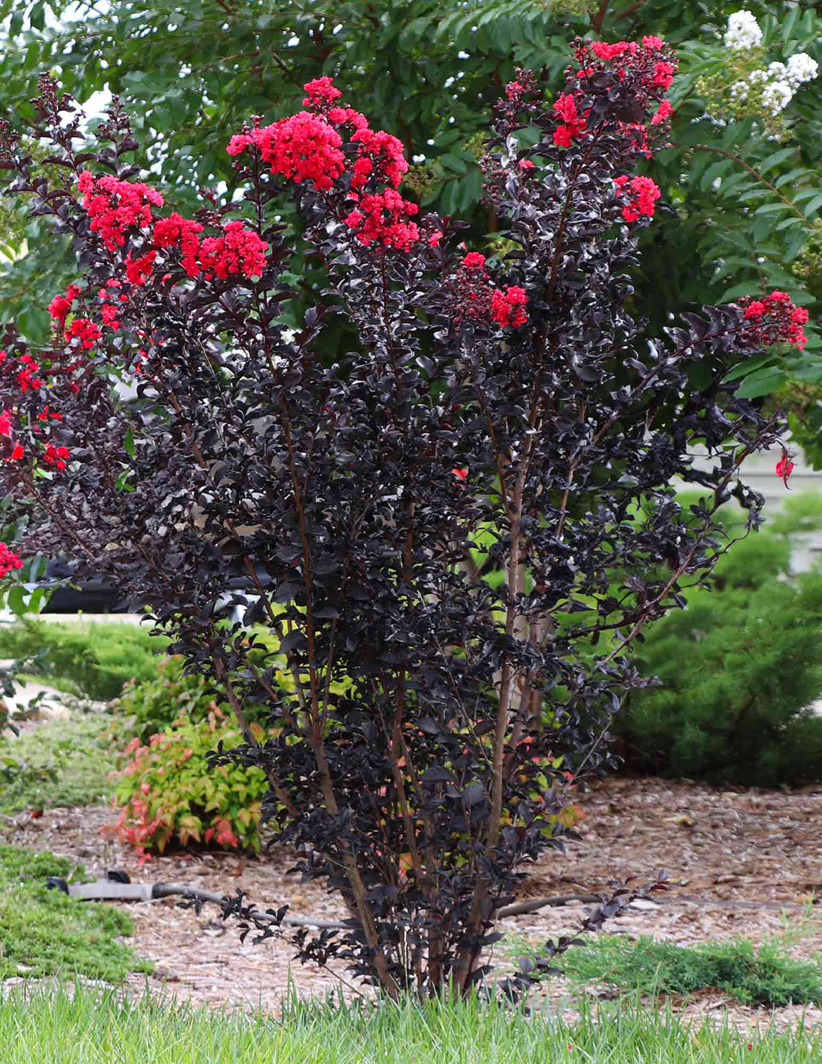 Thunderstruck Rumblin' Red Crapemyrtle