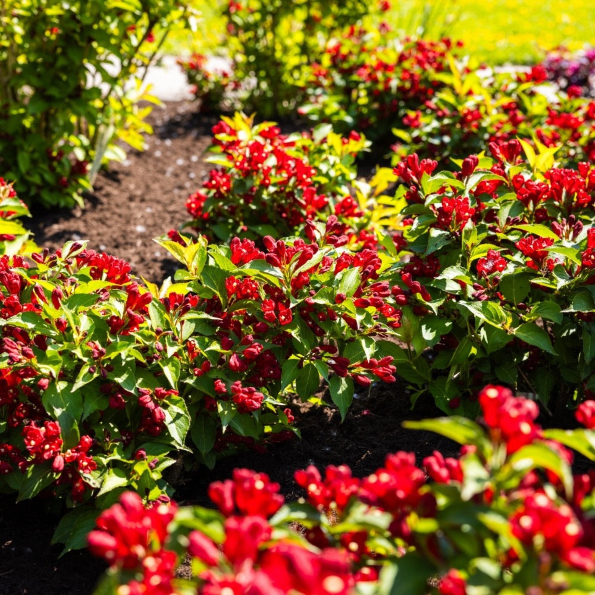 Maroon Swoon Weigela