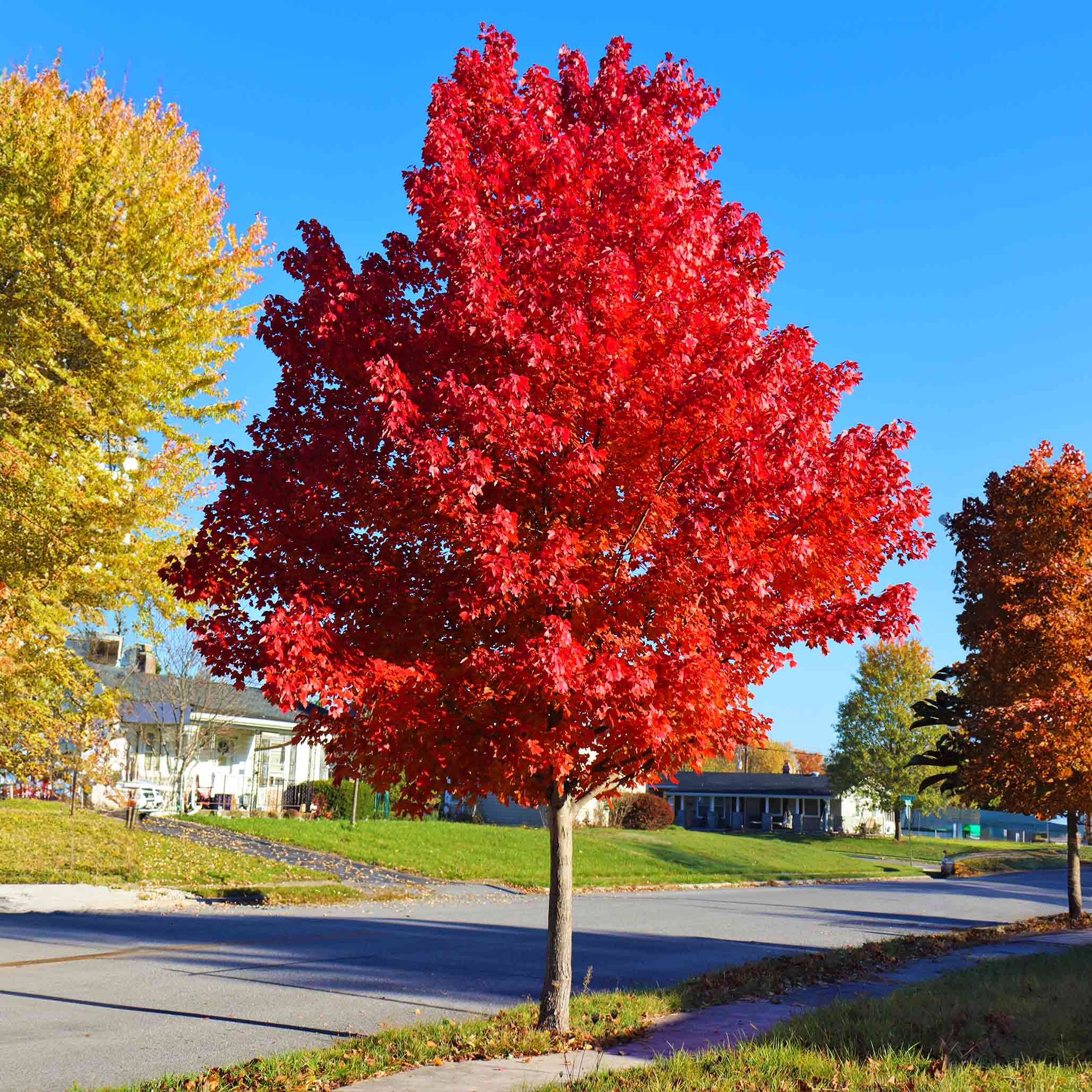 Autumn Blaze Red Maple Tree