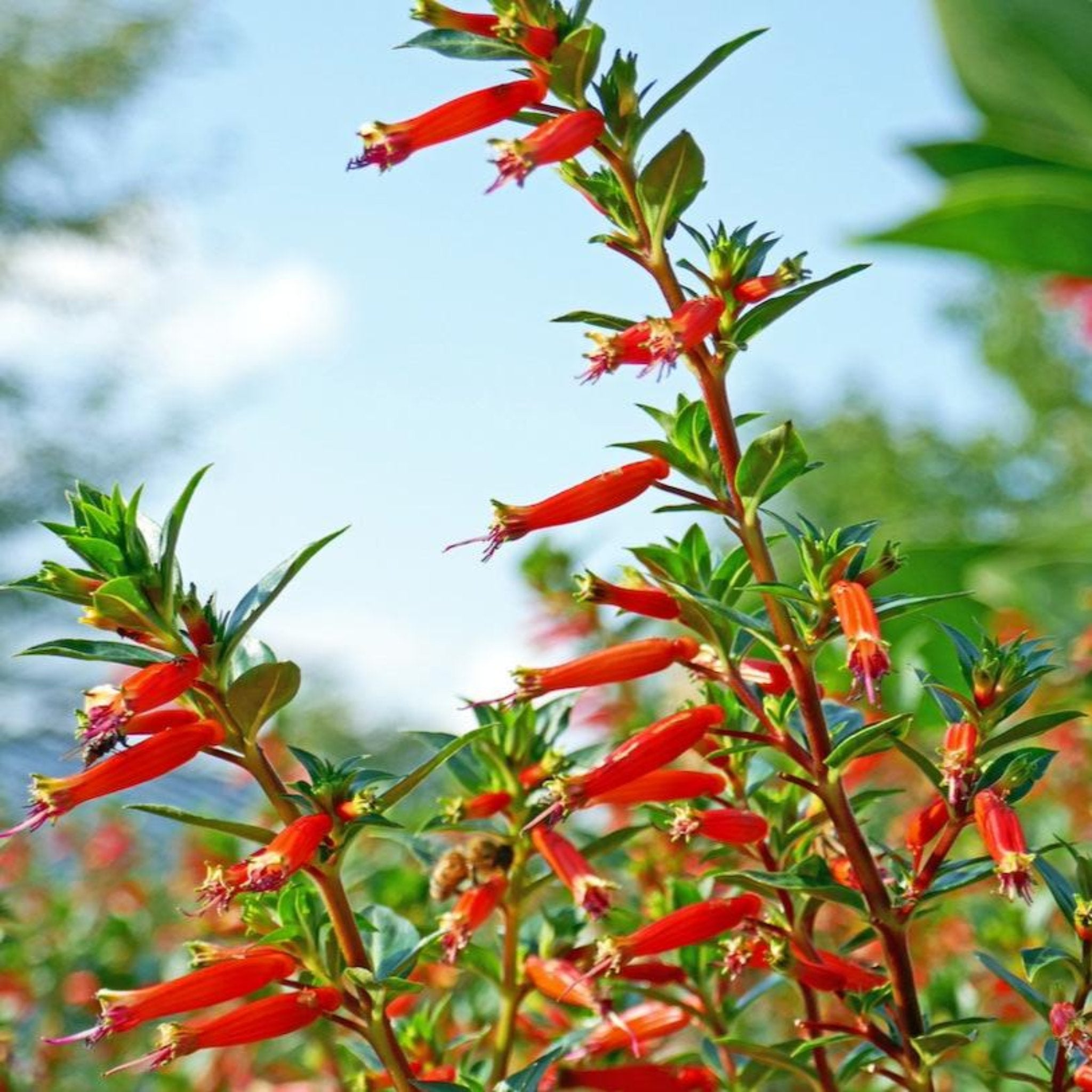 Vermillionaire Large Firecracker Plant