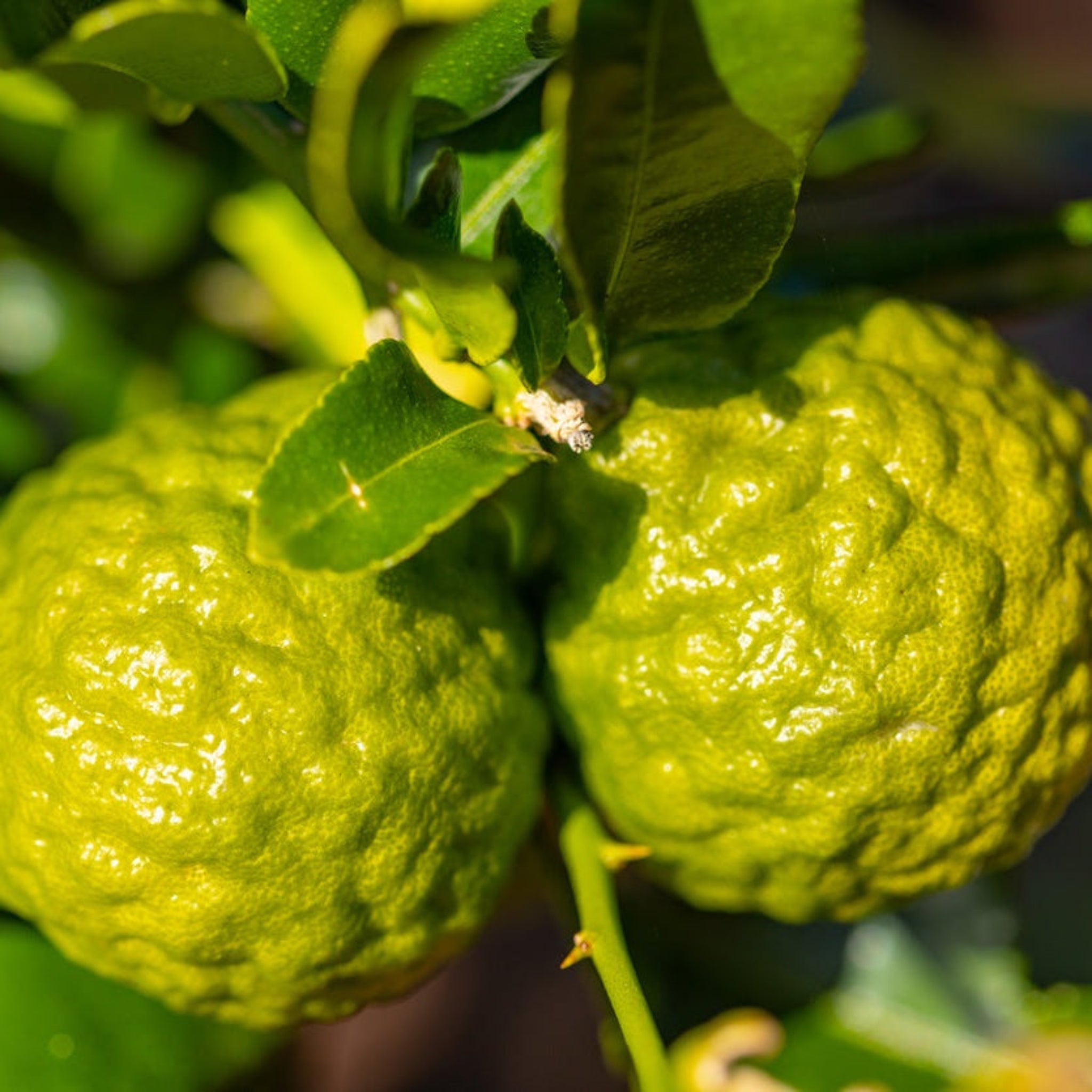 Makrut Lime Tree