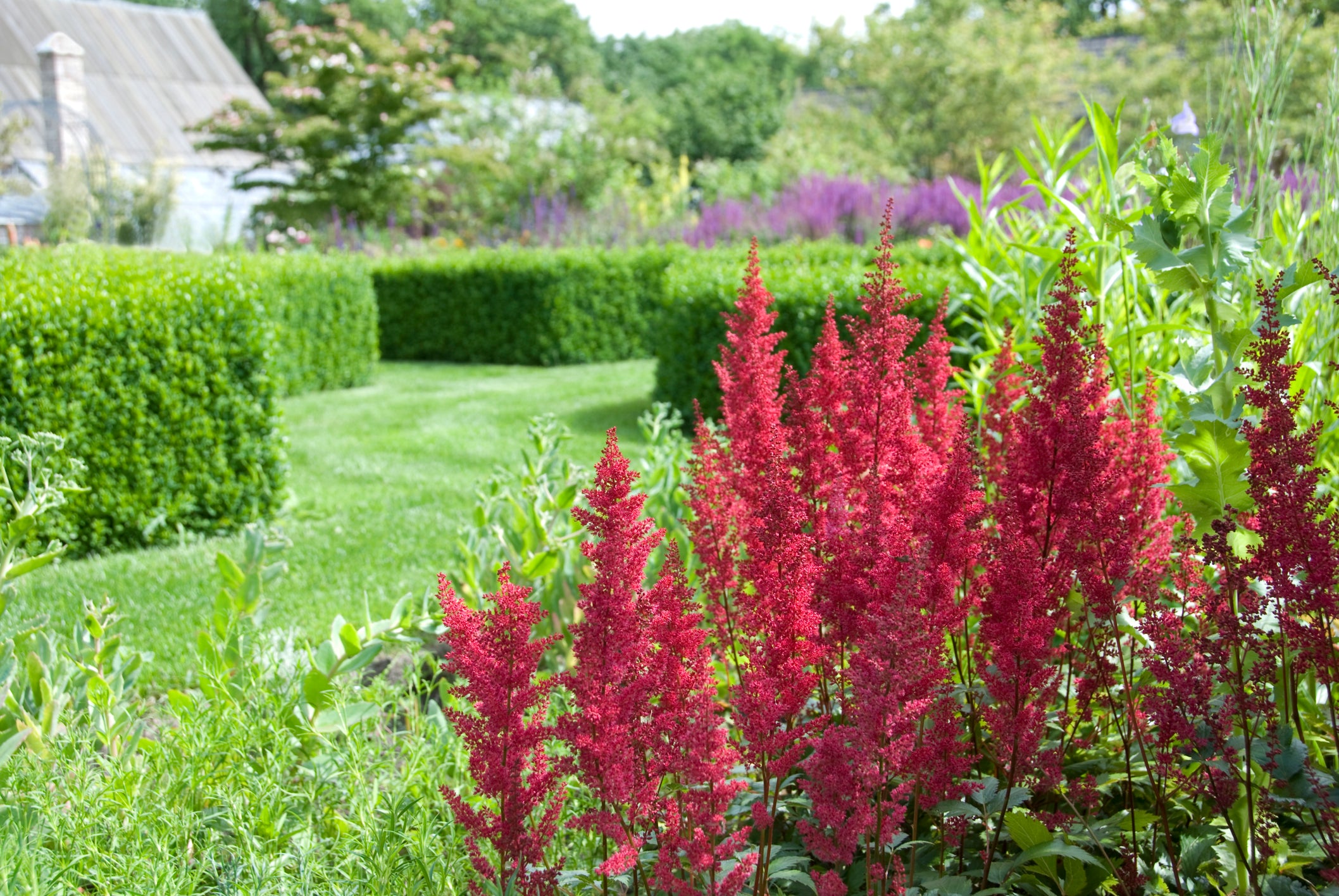 Mighty Chocolate Cherry Astilbe