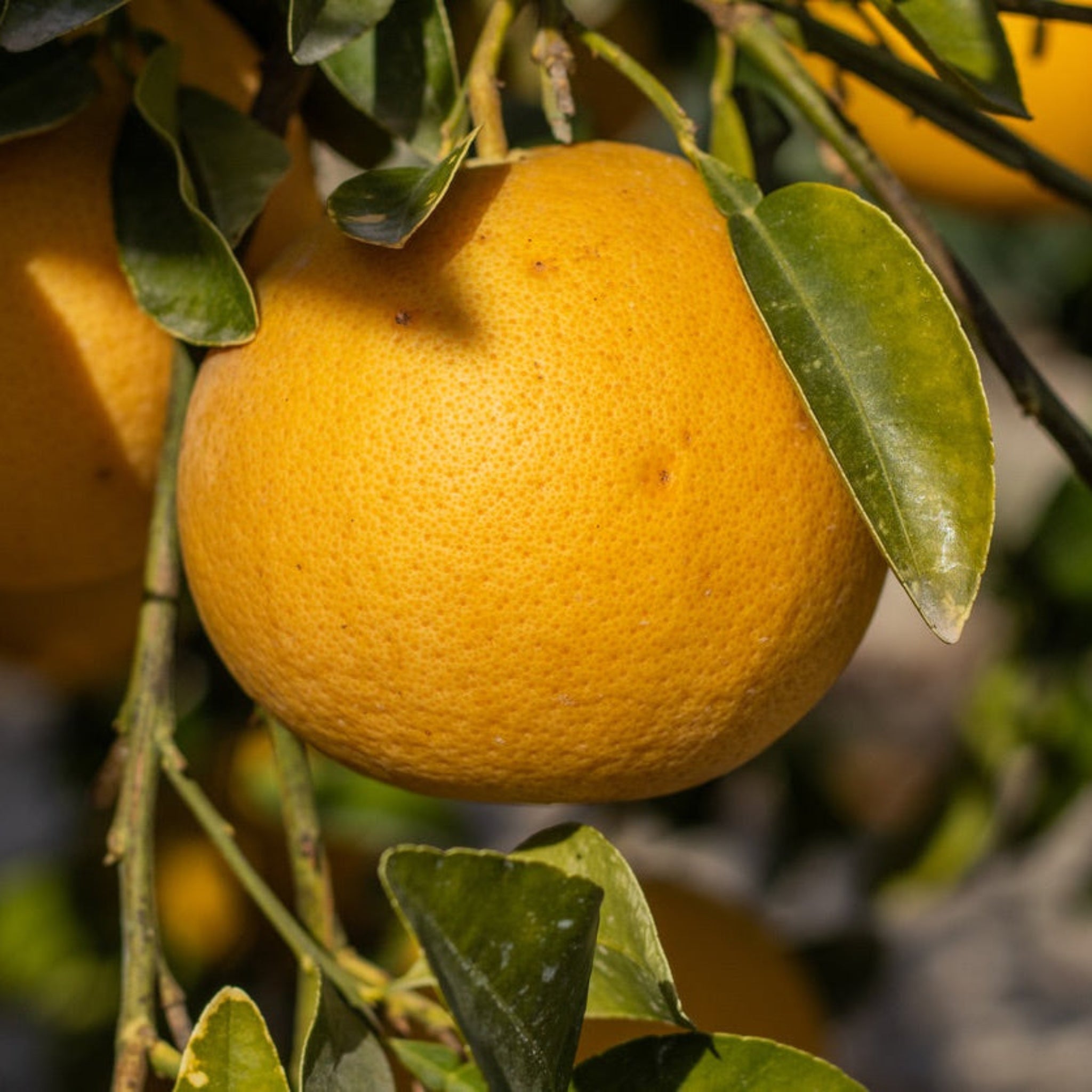 Ray Ruby Grapefruit Tree