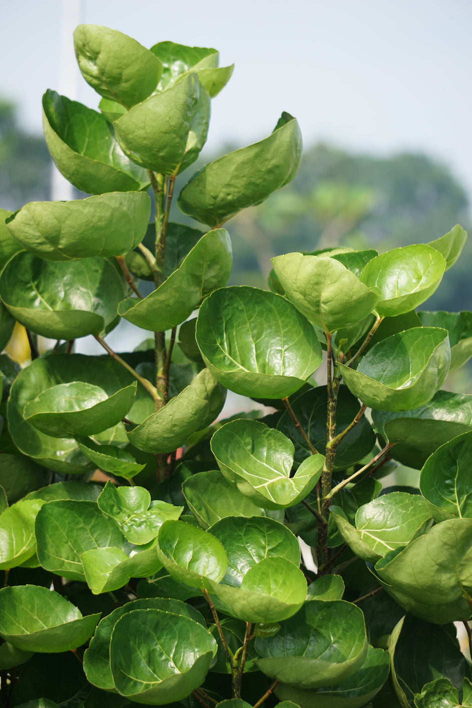 Aralia Fabian Stump