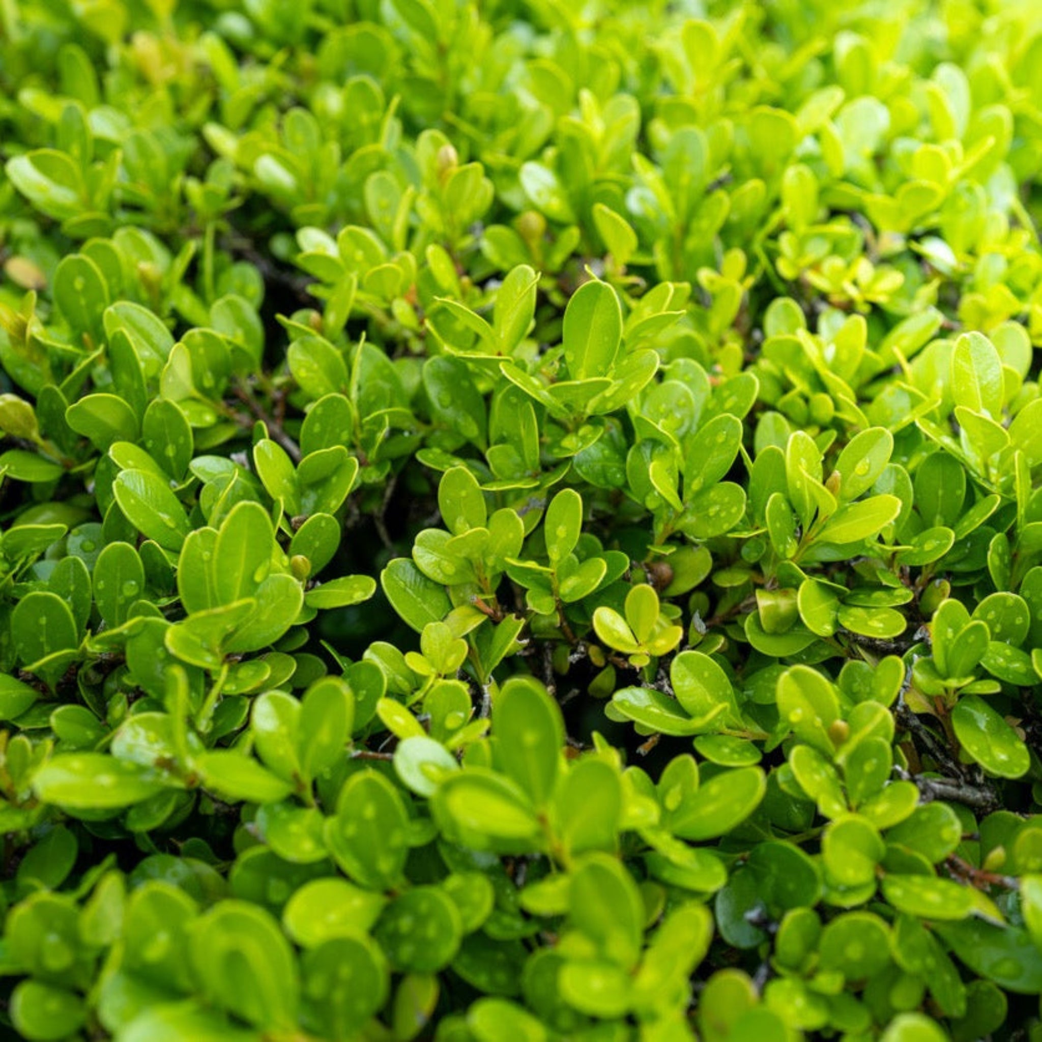 Sprinter Boxwood