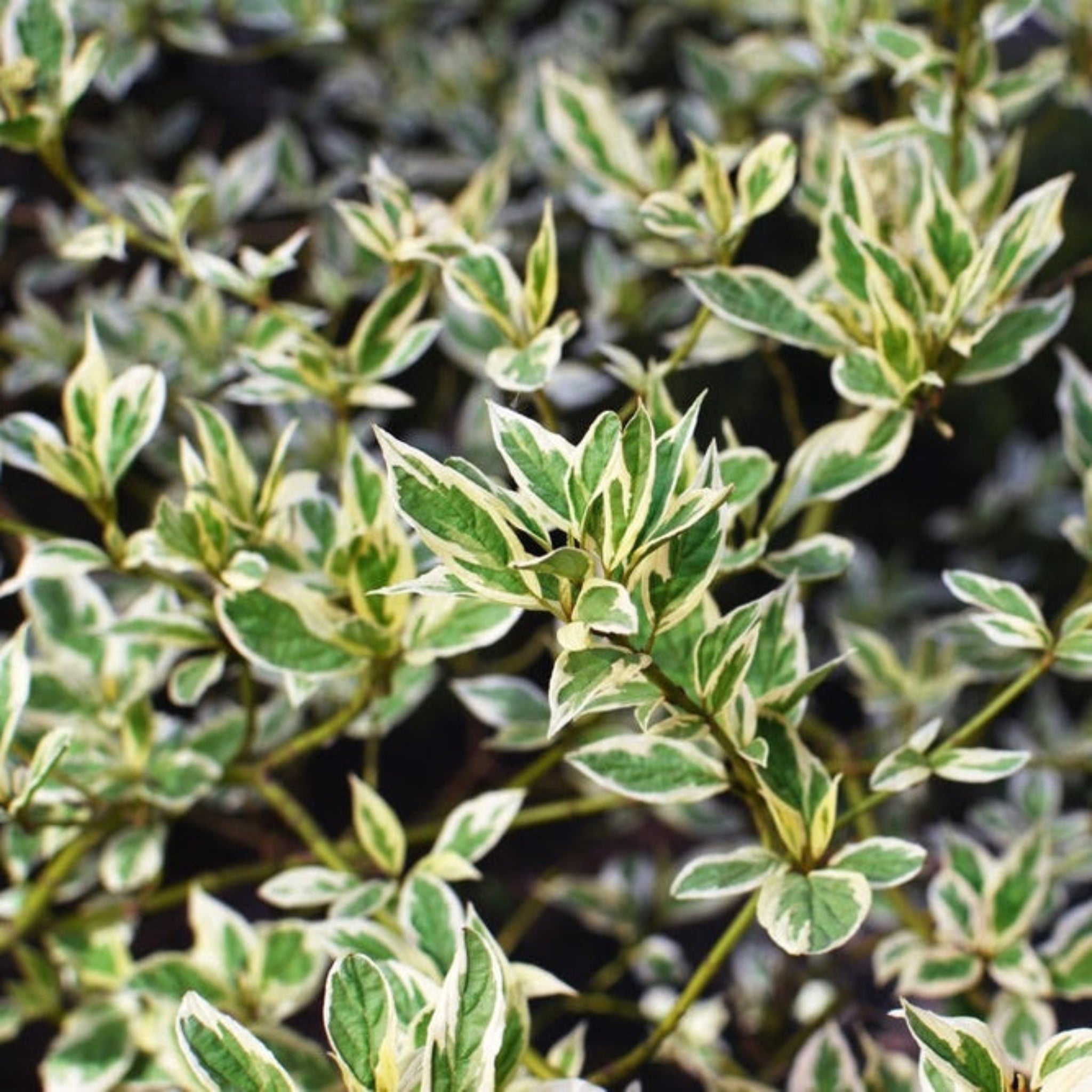 Ivory Halo Dogwood