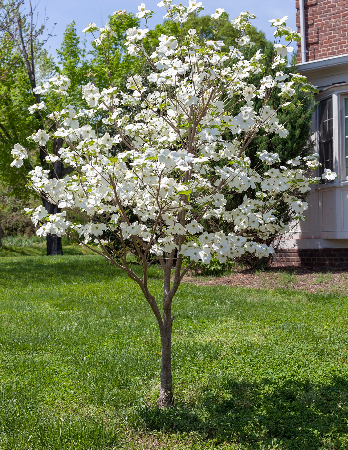 Cherokee Princess Dogwood Tree