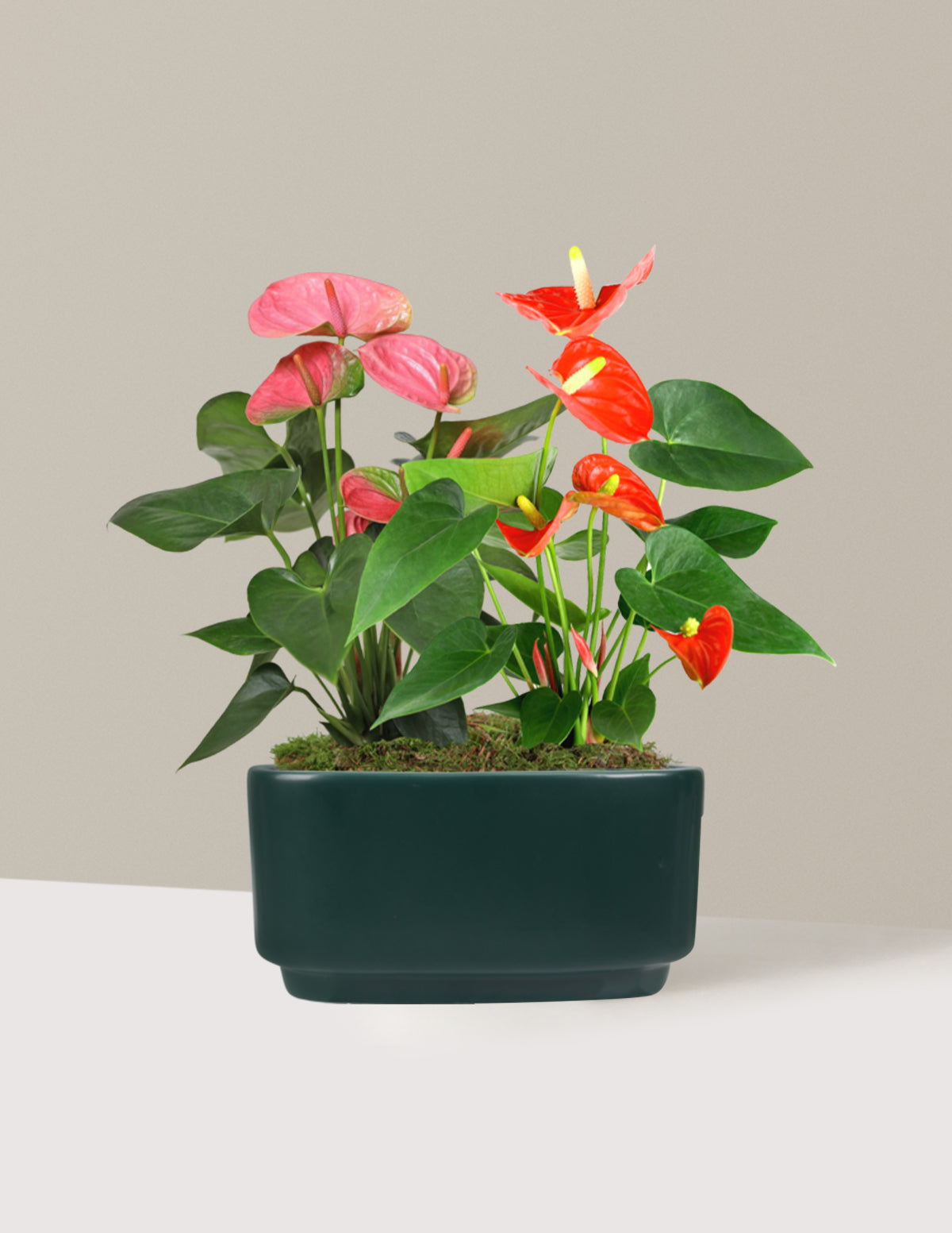 Large Double Bi-Color Anthurium