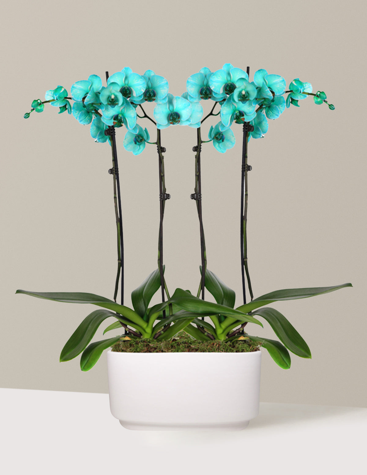 Turquoise Watercolor Double Orchid