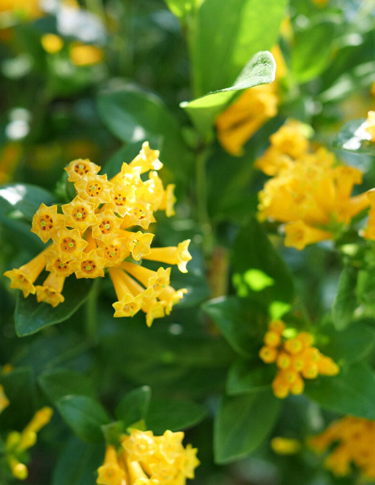 Juiced Orange Jessamine