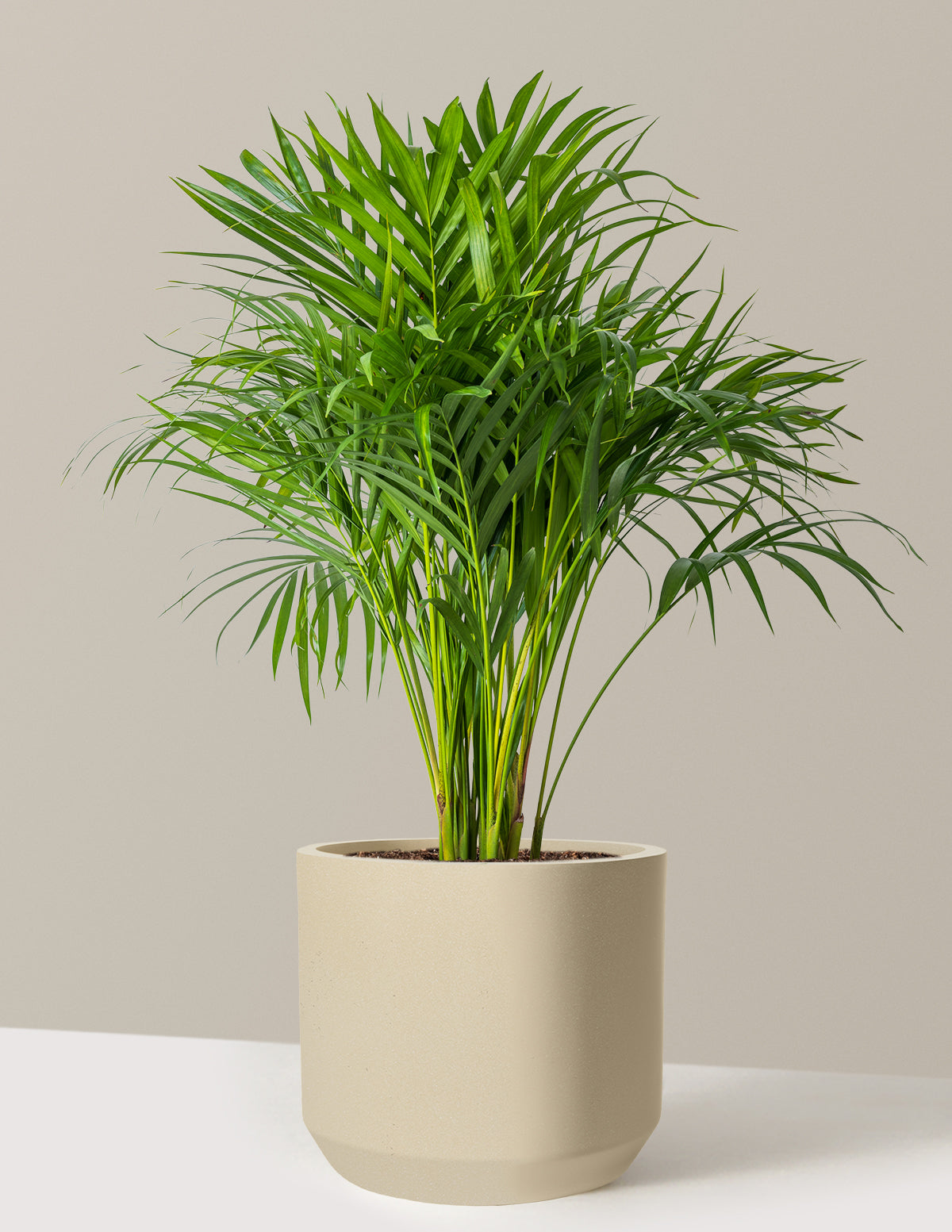 Areca Purifying Palm