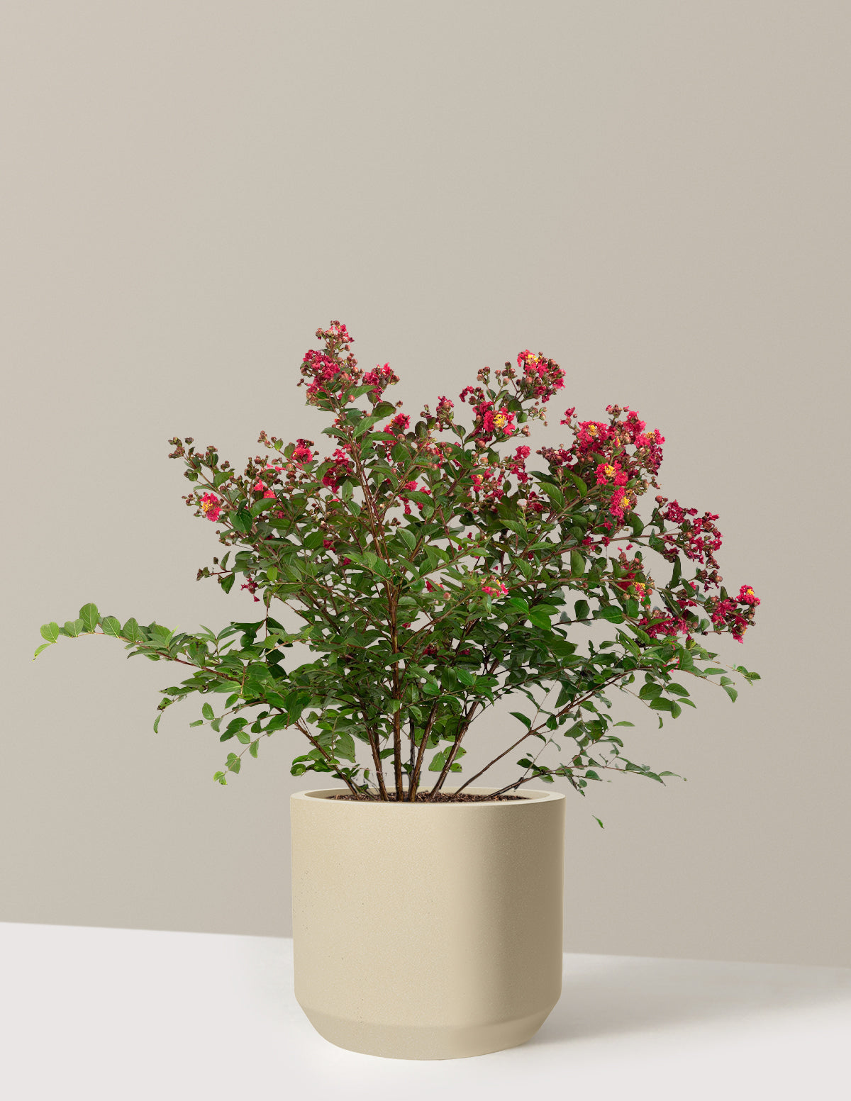 Bellini Strawberry Crape Myrtle