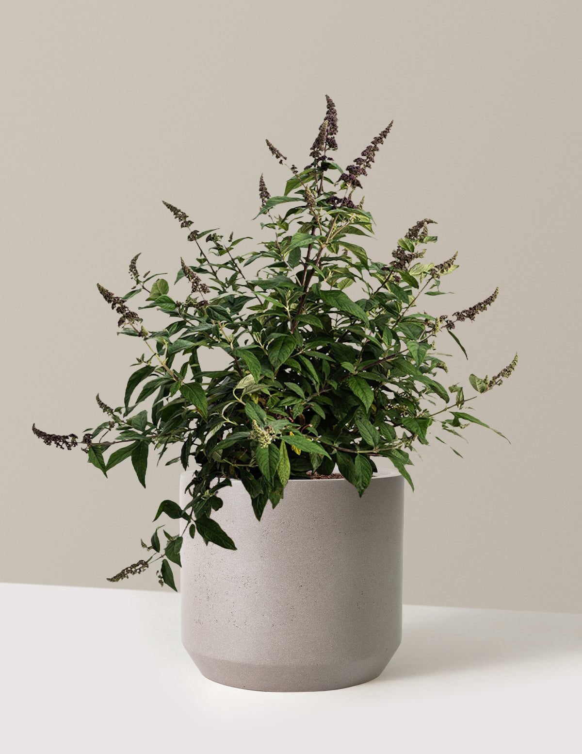 Blueberry Pie Butterfly Bush
