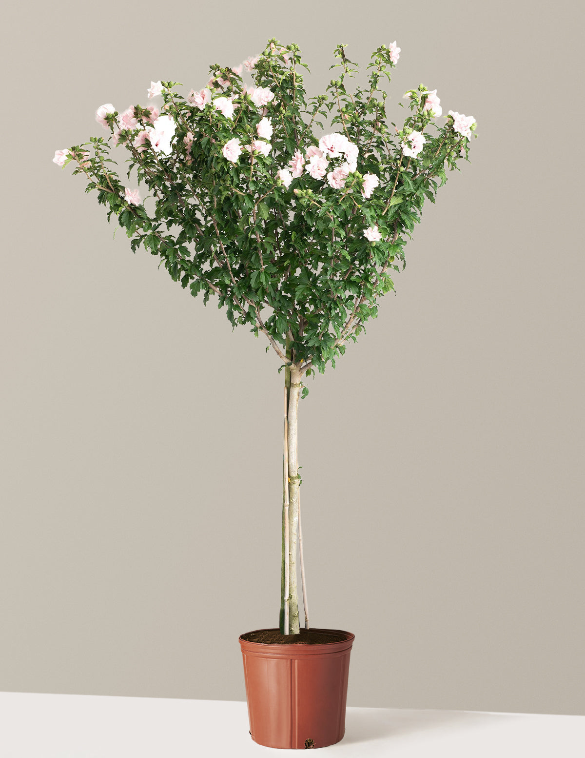 Double Pink Rose of Sharon Tree
