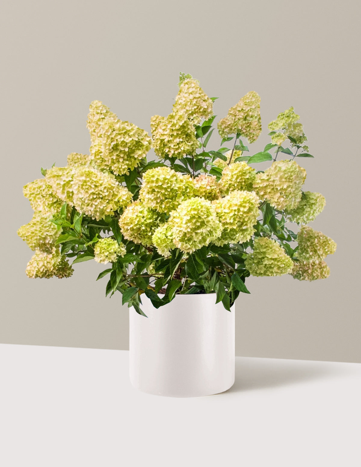 Dragon Baby Hydrangea