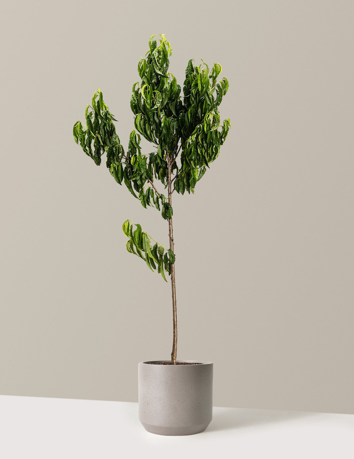 Elberta Peach Tree