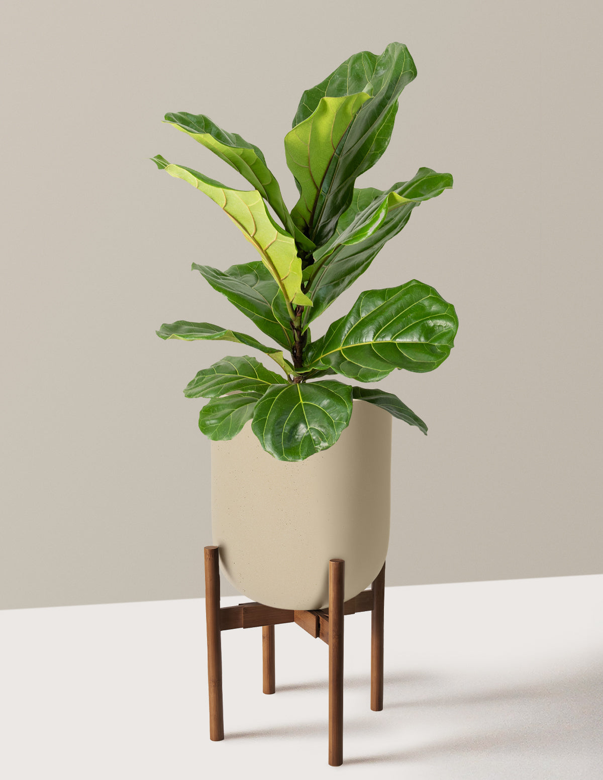 Fiddle Leaf Fig Bush