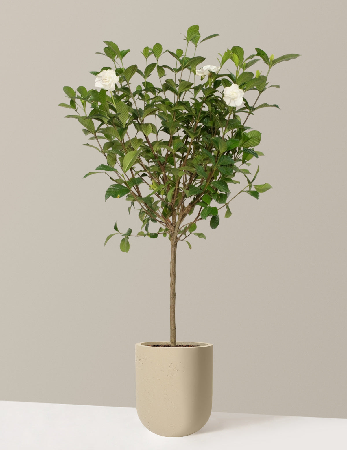 Large Gardenia Tree