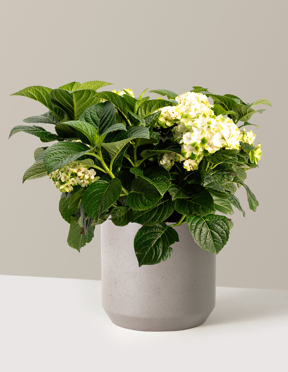 Grin and Tonic Reblooming Hydrangea