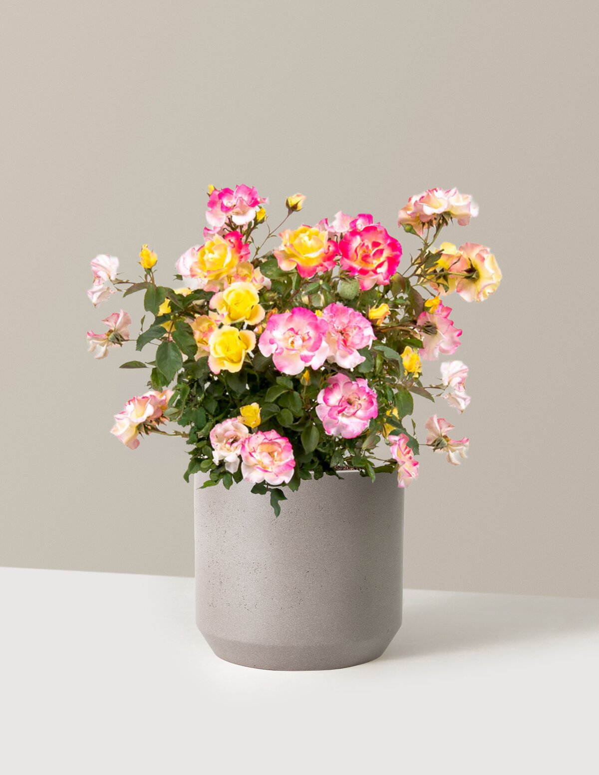 Gumball Goody Rose